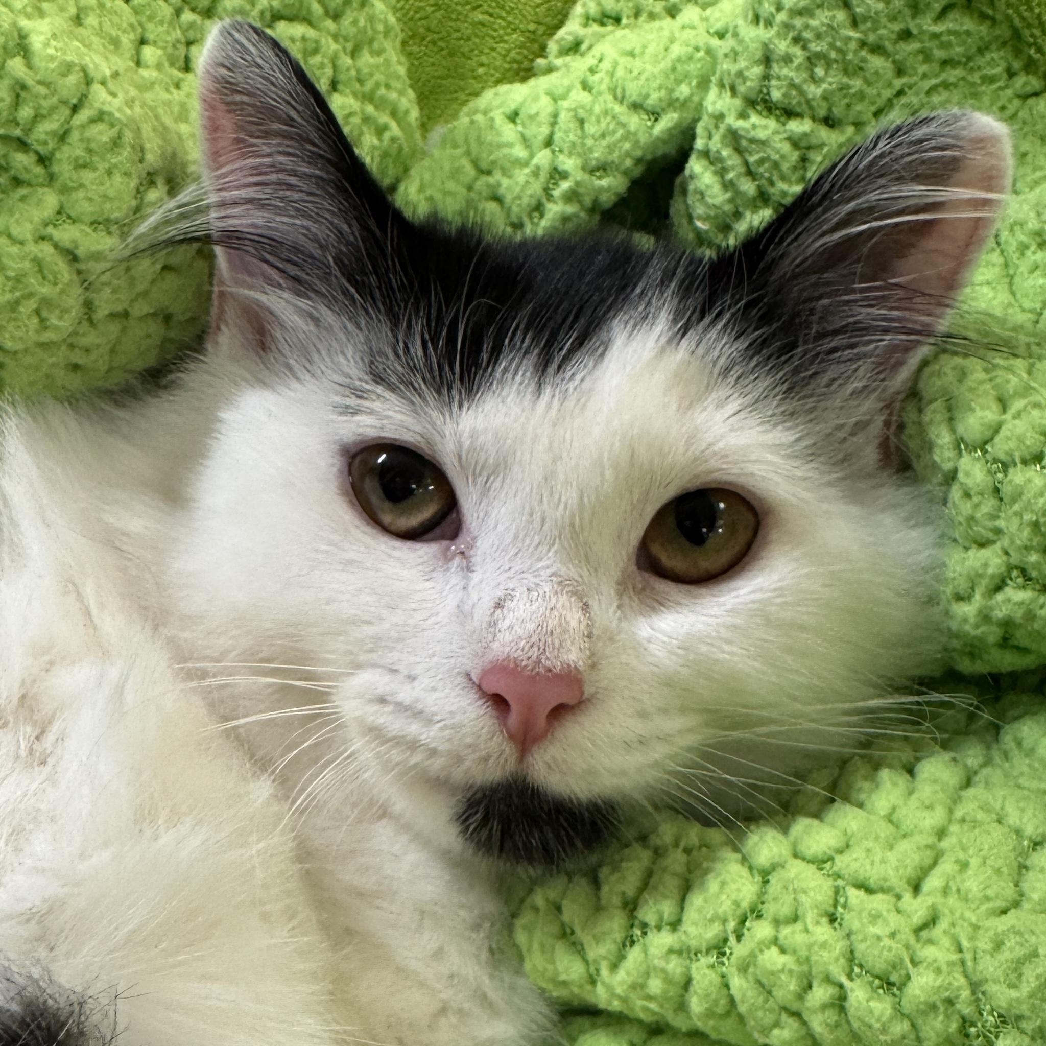 Enlarge Kimchi, a Adoption Pending Domestic Long Hair in Eatontown, NJ image 1/6