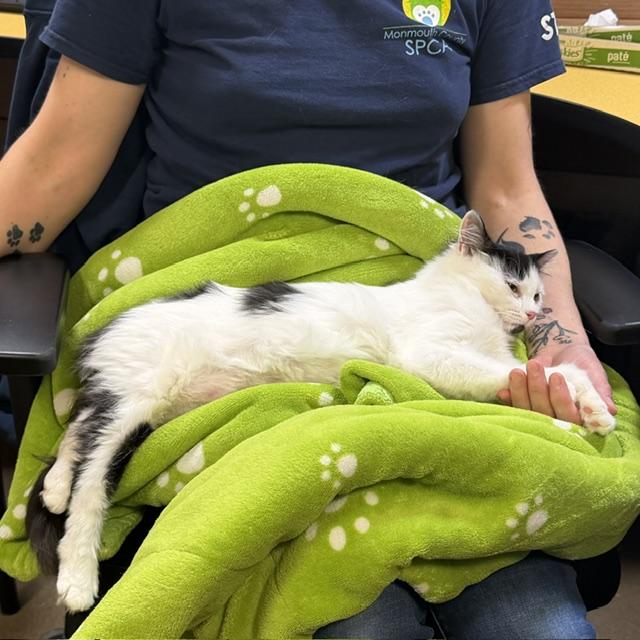 Enlarge Kimchi, a Adoption Pending Domestic Long Hair in Eatontown, NJ image 6/6