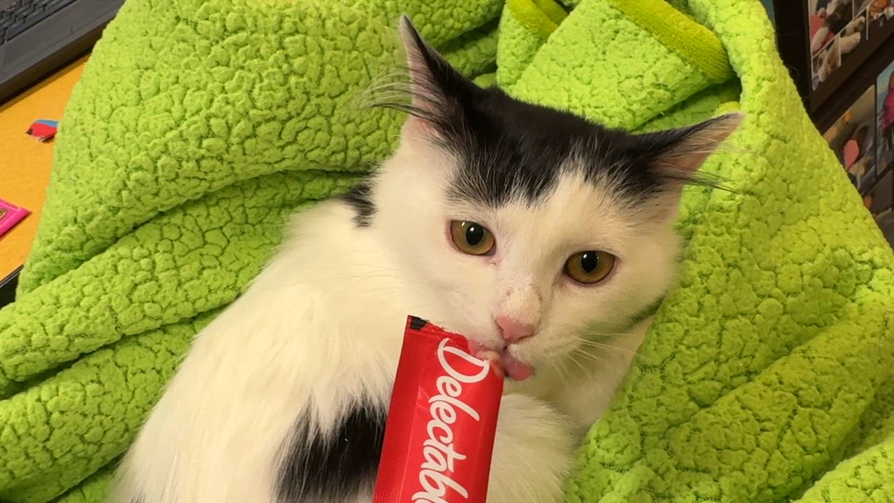 Enlarge Kimchi, a Adoption Pending Domestic Long Hair in Eatontown, NJ video 2/6