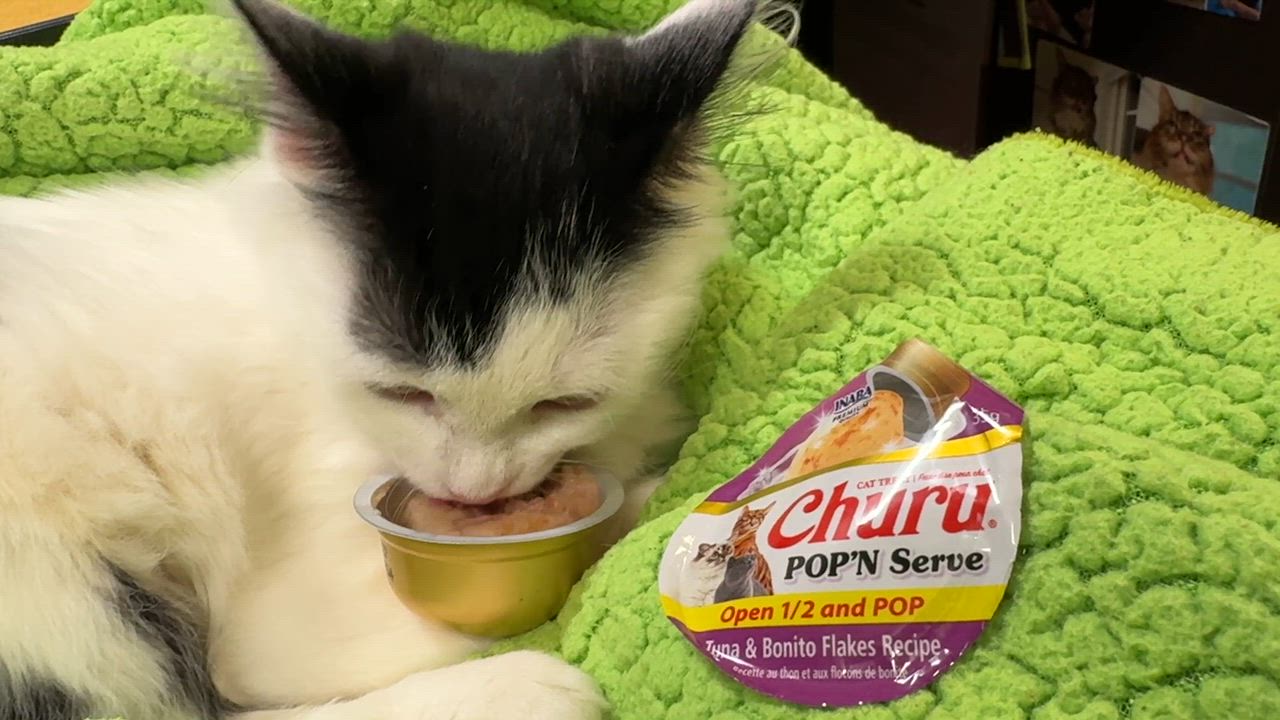 Enlarge Kimchi, a Adoption Pending Domestic Long Hair in Eatontown, NJ video 3/6