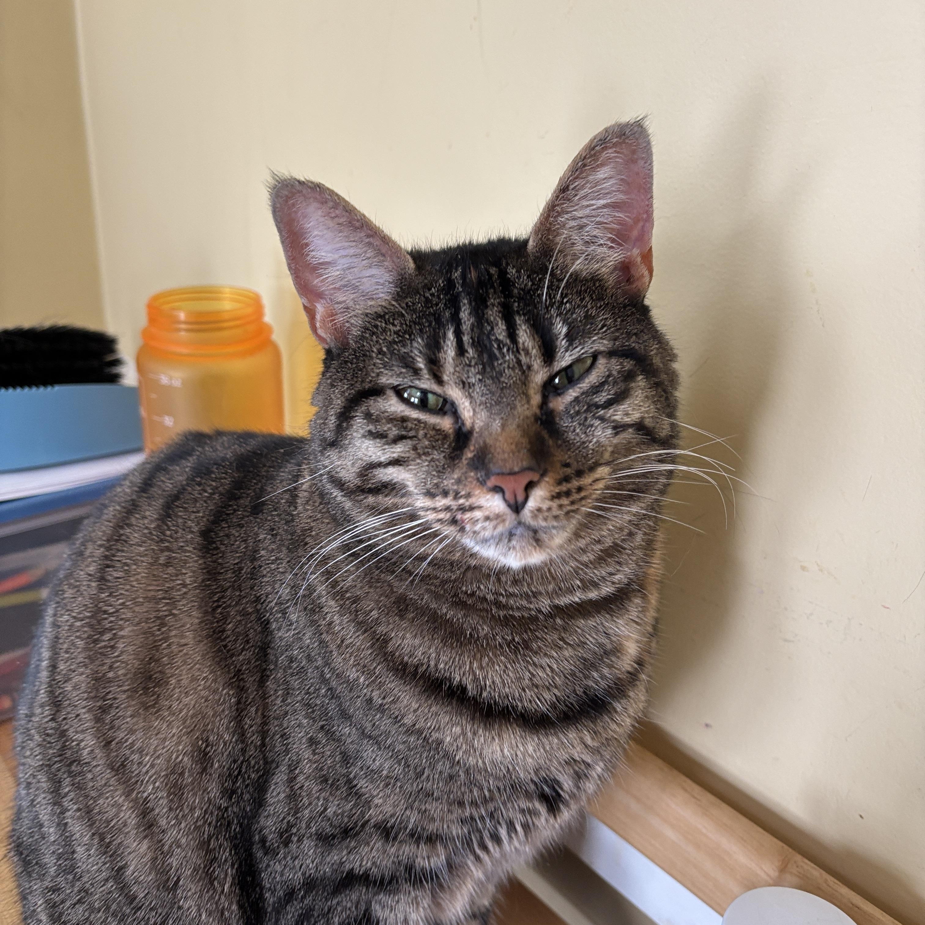 Enlarge Selene, a ADOPTABLE Torbie in Melrose, MA image 3/4