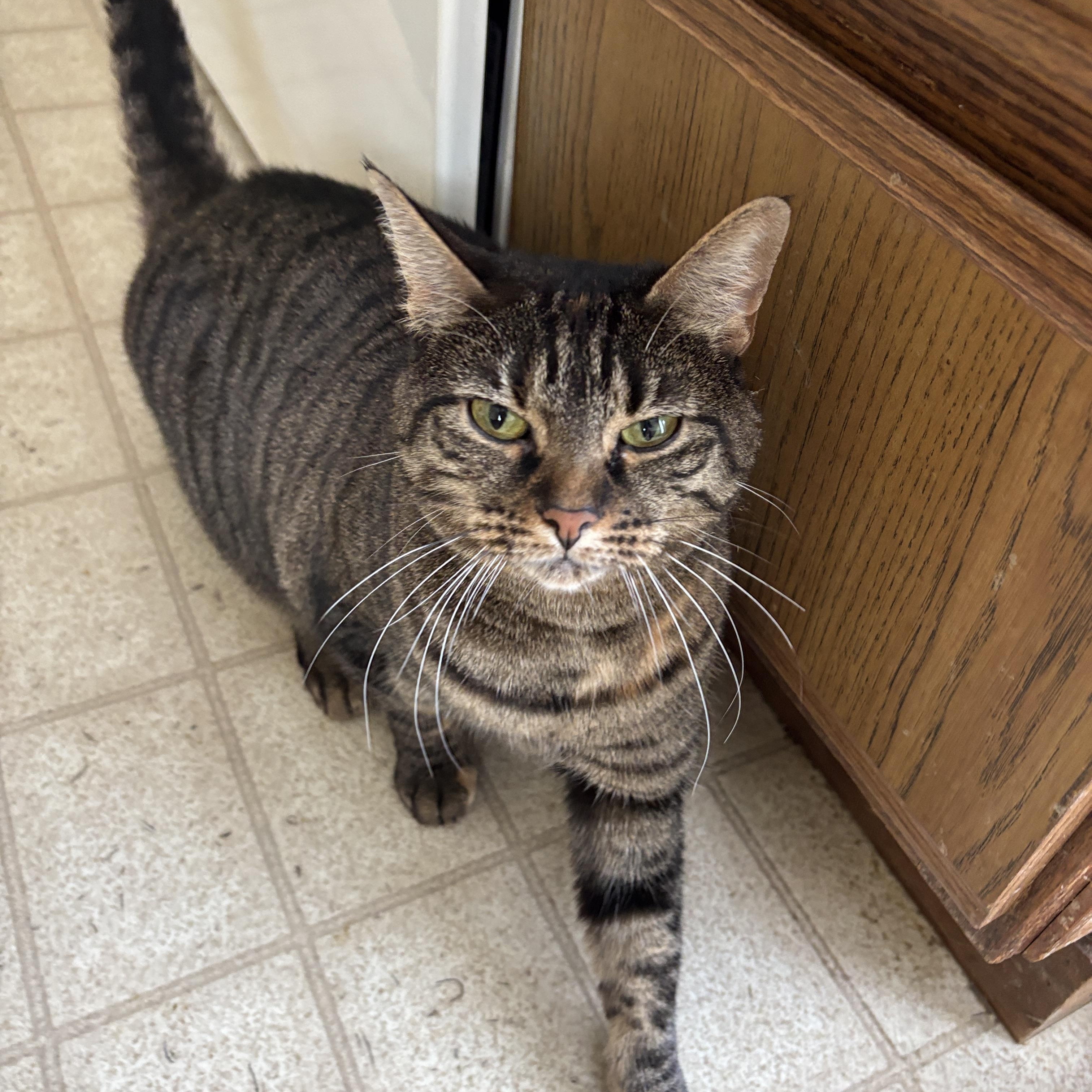 Enlarge Selene, a ADOPTABLE Torbie in Melrose, MA image 4/4