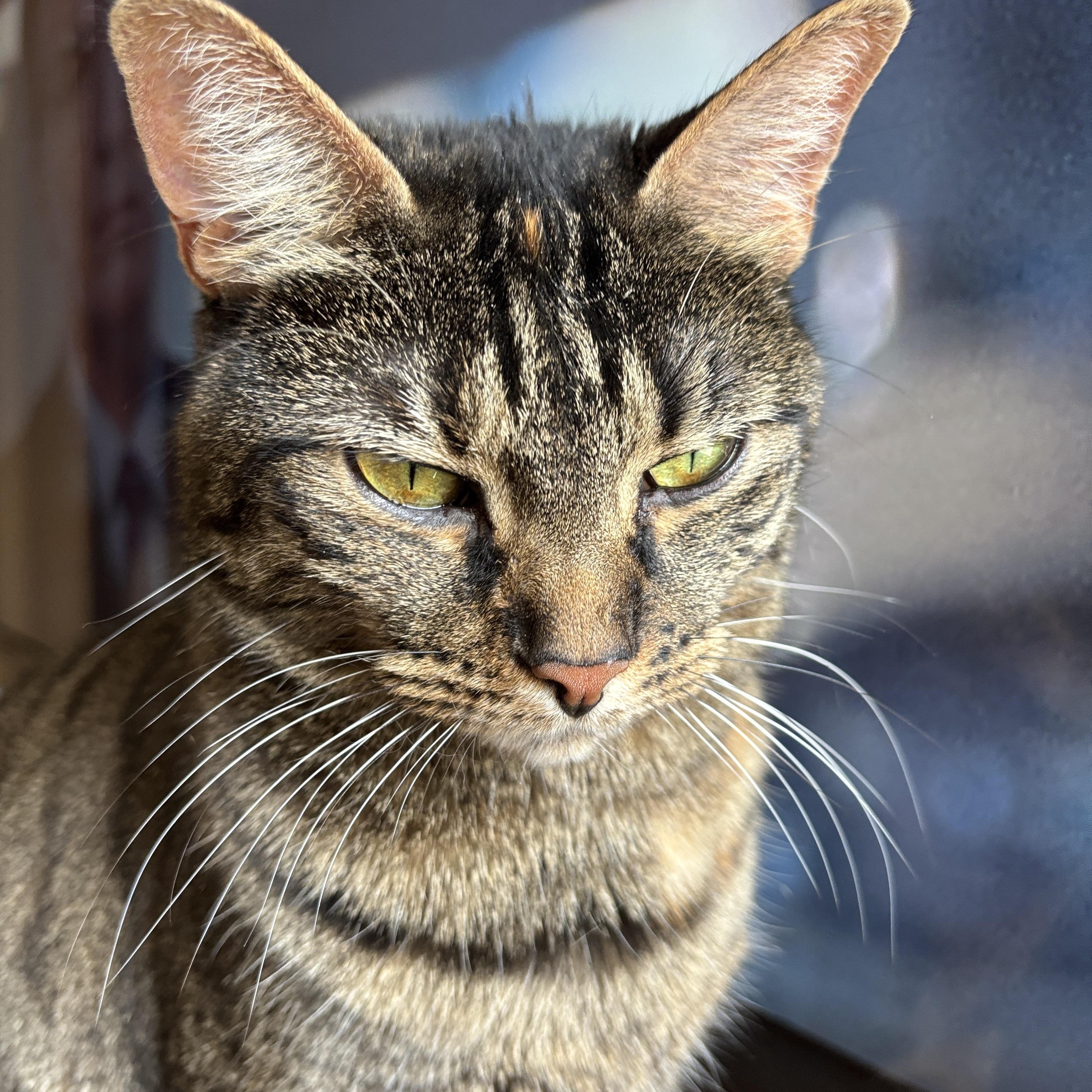 Enlarge Selene, a ADOPTABLE Torbie in Melrose, MA image 2/4