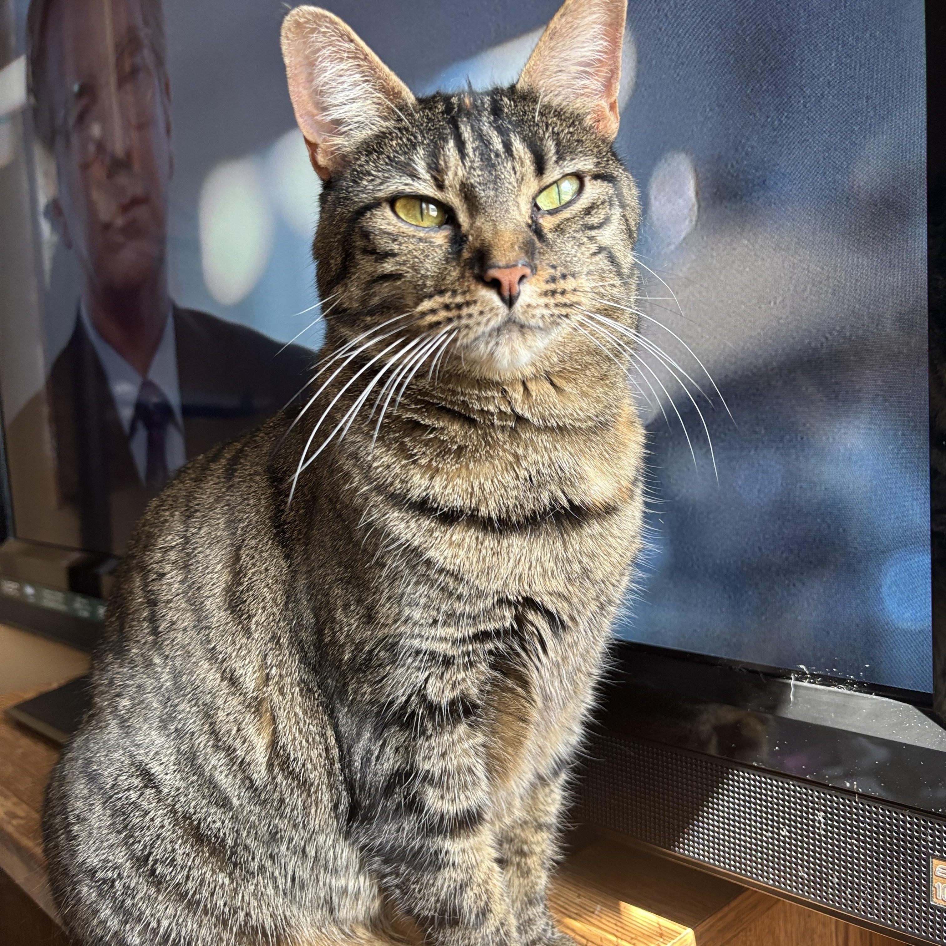 Enlarge Selene, a ADOPTABLE Torbie in Melrose, MA image 1/4