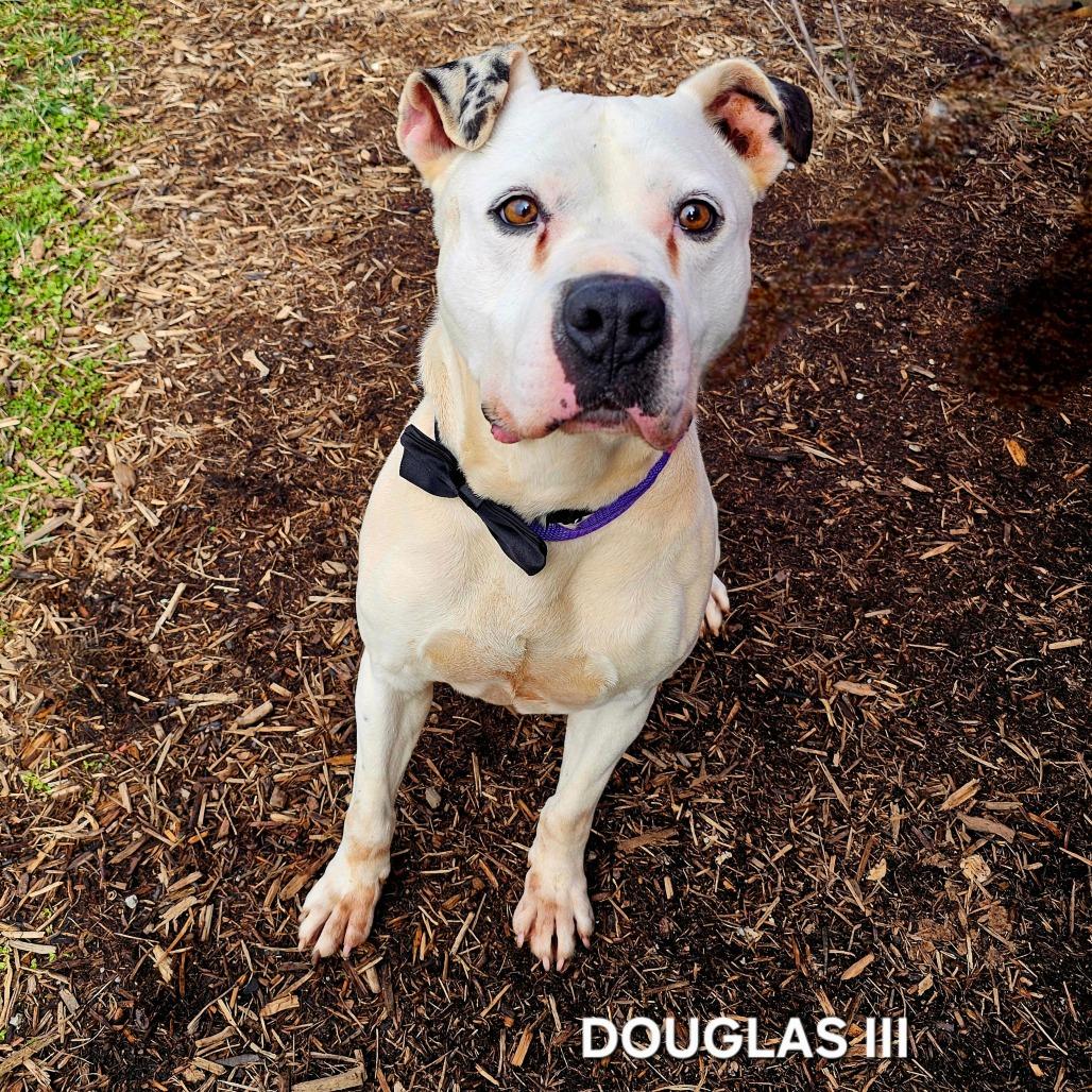 Enlarge Douglas III, a Adoptable mixed breed in Madisonville, TN image 1/6