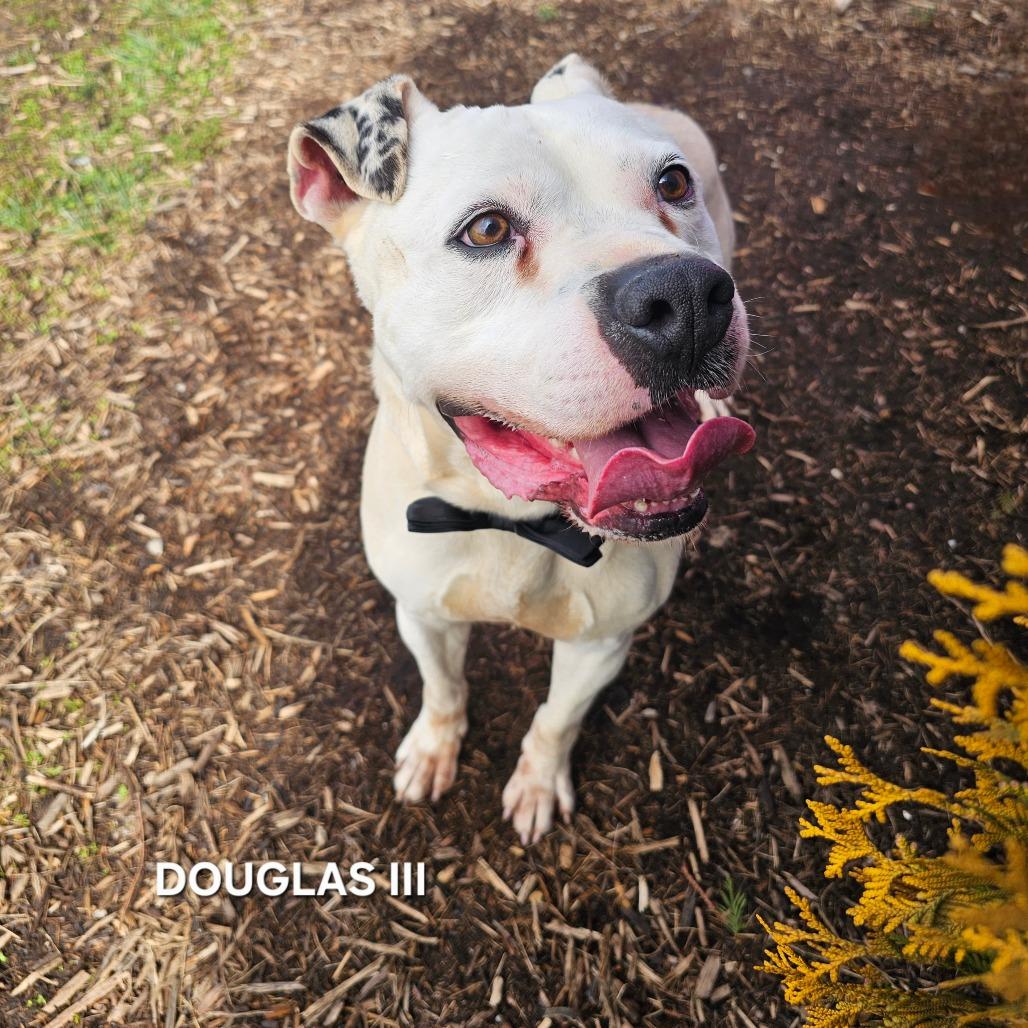 Enlarge Douglas III, a Adoptable mixed breed in Madisonville, TN image 2/6