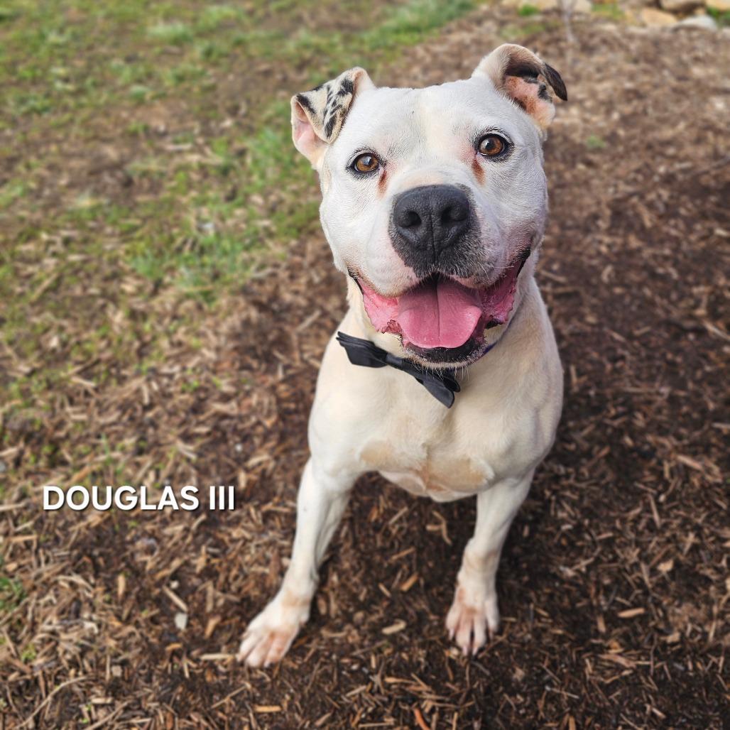 Enlarge Douglas III, a Adoptable mixed breed in Madisonville, TN image 3/6