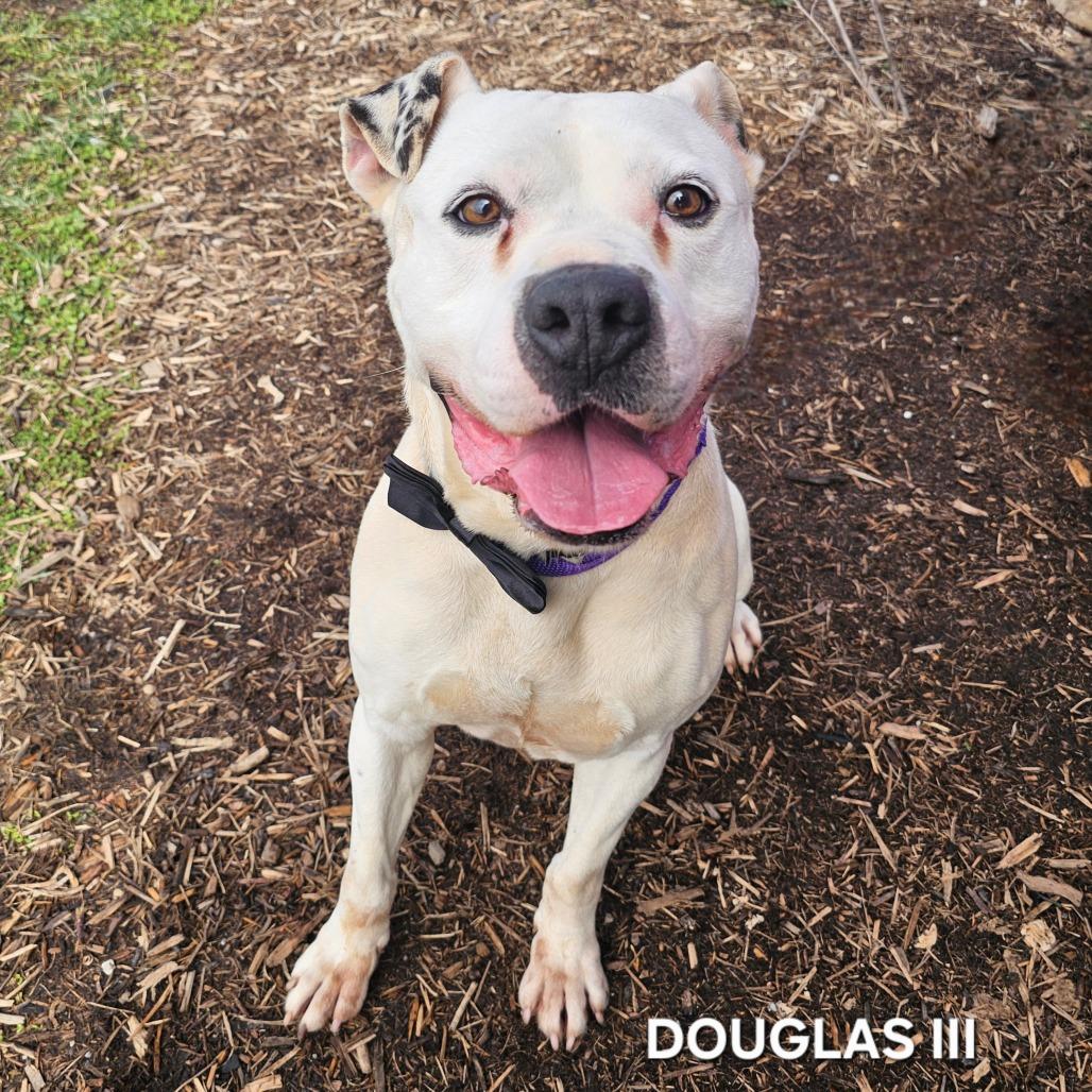 Enlarge Douglas III, a Adoptable mixed breed in Madisonville, TN image 4/6