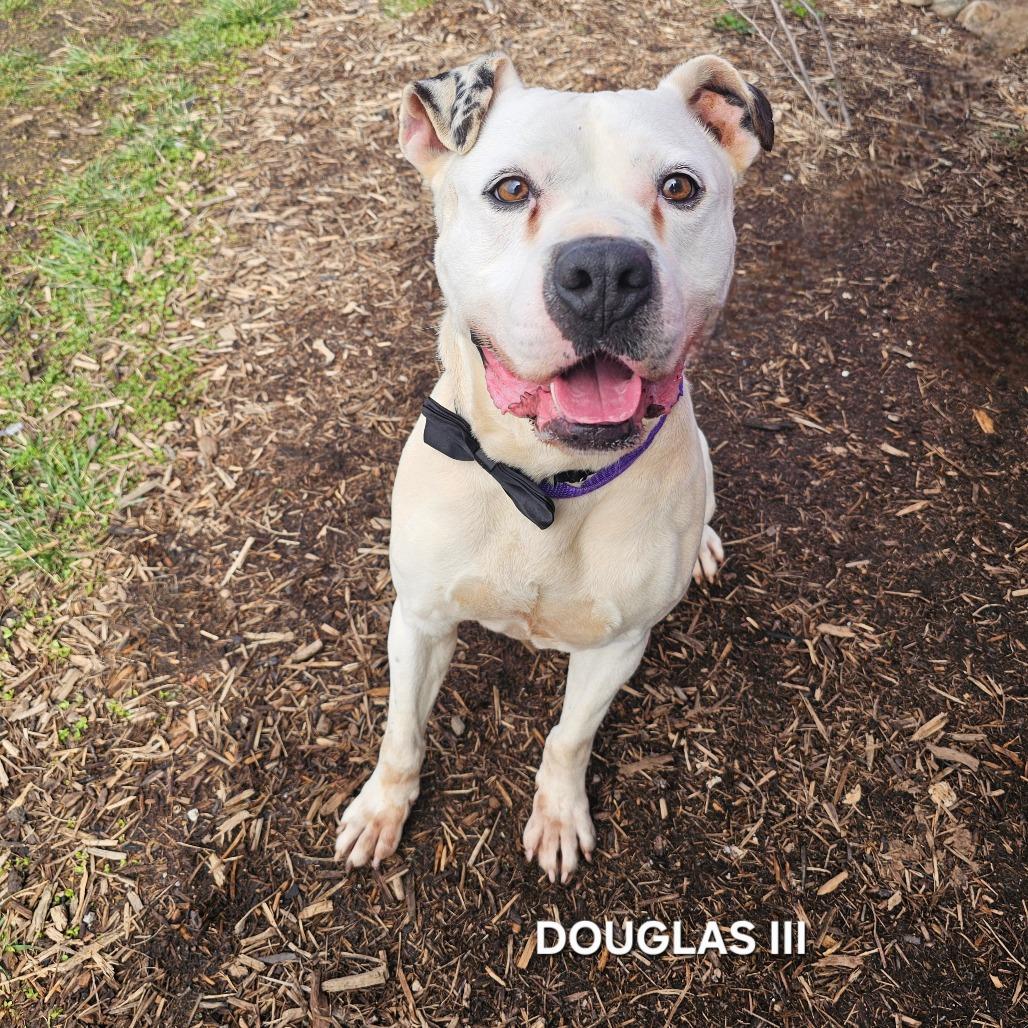 Enlarge Douglas III, a Adoptable mixed breed in Madisonville, TN image 5/6