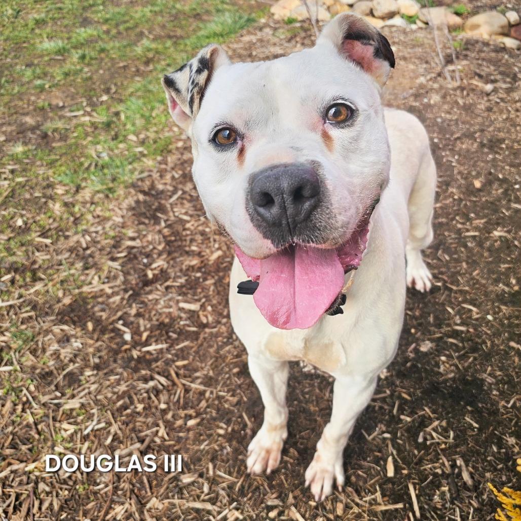 Enlarge Douglas III, a Adoptable mixed breed in Madisonville, TN image 6/6