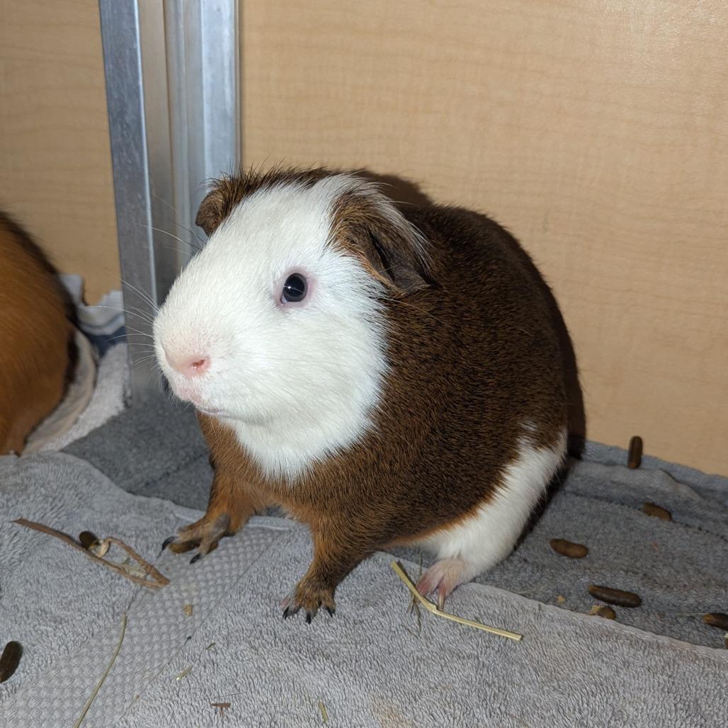 Enlarge Finn, a Adoptable Guinea Pig in Chesapeake, VA image 1/2