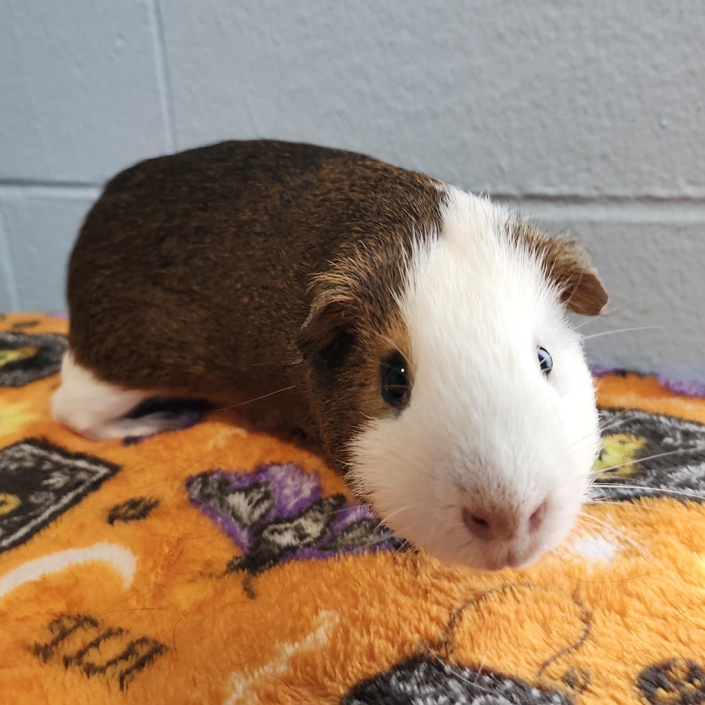 Enlarge Finn, a Adoptable Guinea Pig in Chesapeake, VA image 2/2