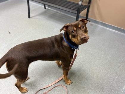 Chuck, Adoptable, Puppy Male Mixed Breed & Mixed Breed.