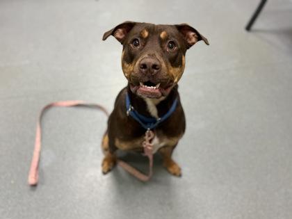 Enlarge Chuck, a Adoptable mixed breed in Maumee, OH image 2/3