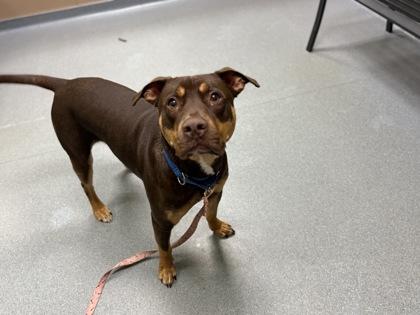 Enlarge Chuck, a Adoptable mixed breed in Maumee, OH image 3/3