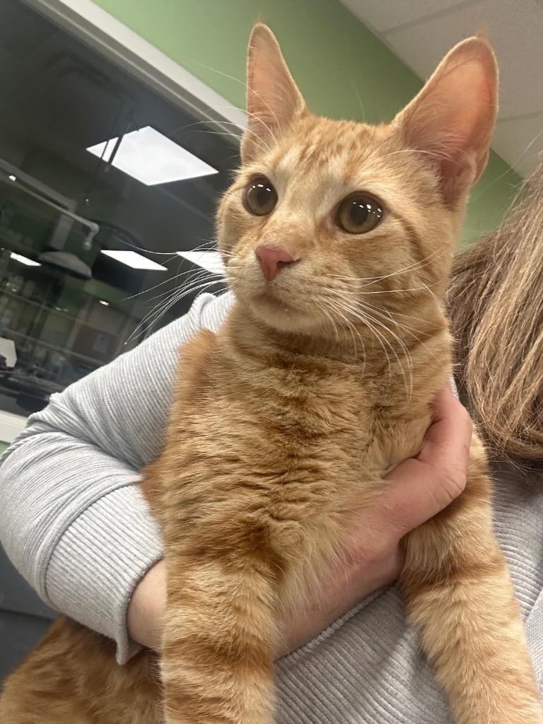 Enlarge Wally, a Adopted mixed breed in La Porte, IN image 1/1