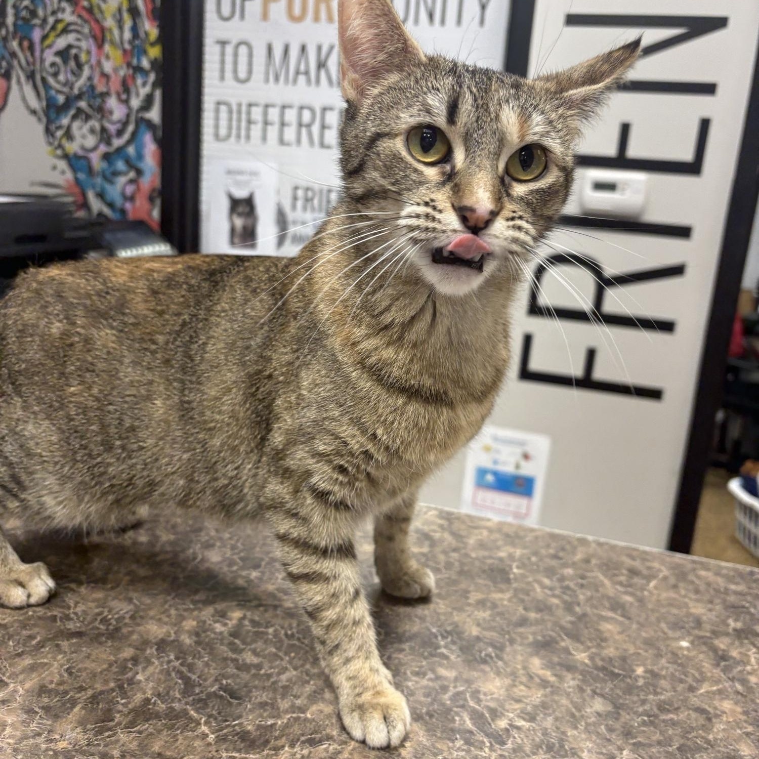 Enlarge Angelina , an adoption pending Domestic Short Hair in Saint Charles, MO image 4/4