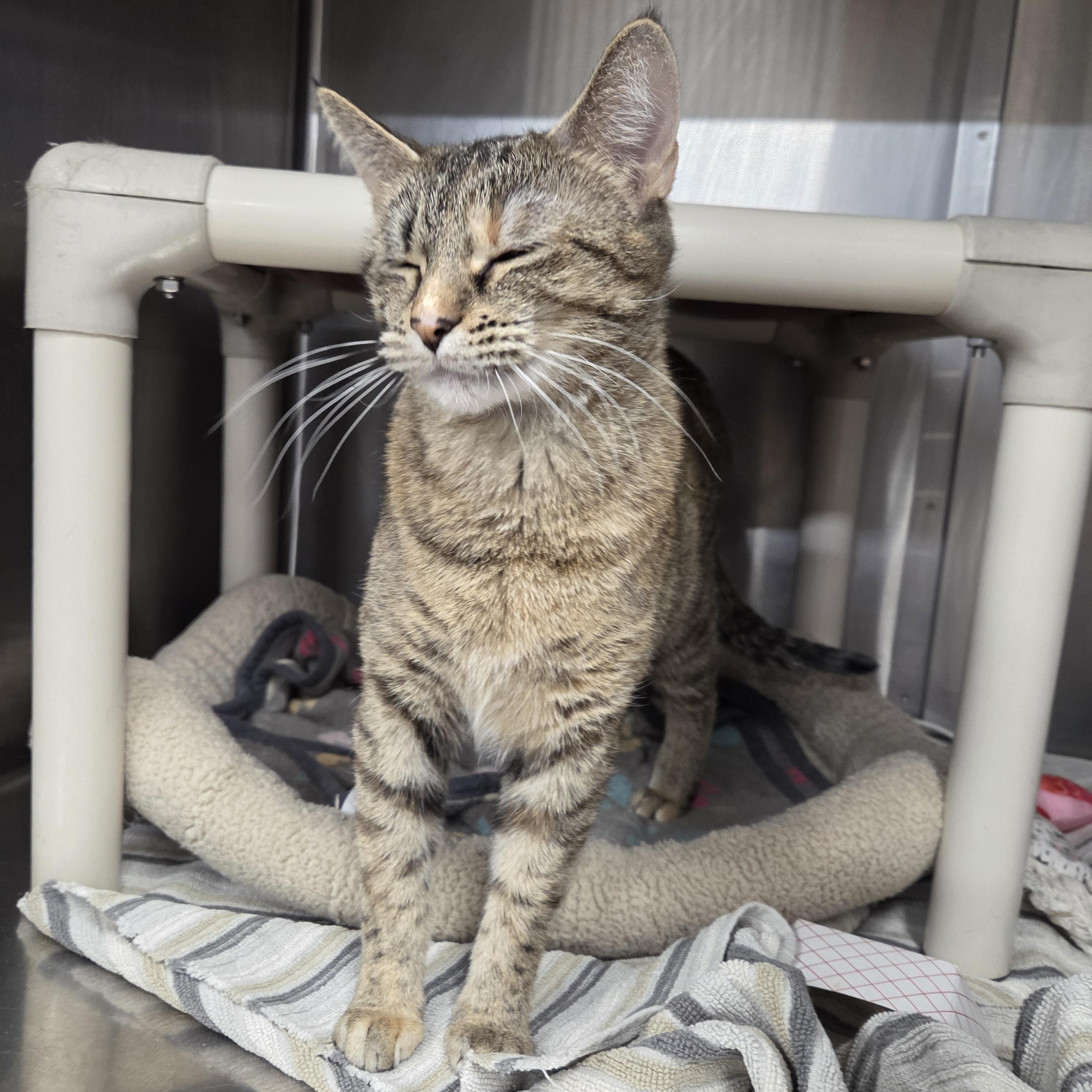 Angelina , ADOPTABLE, Adult Female Domestic Short Hair.