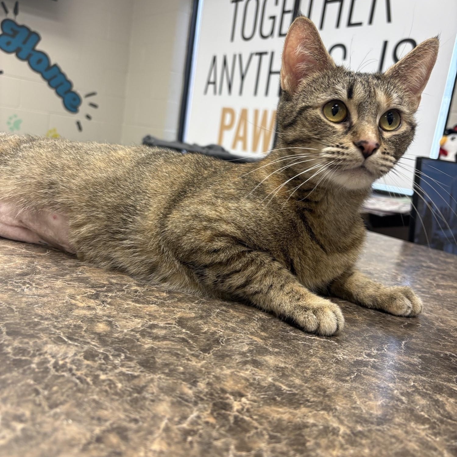 Enlarge Angelina , an adoption pending Domestic Short Hair in Saint Charles, MO image 3/4