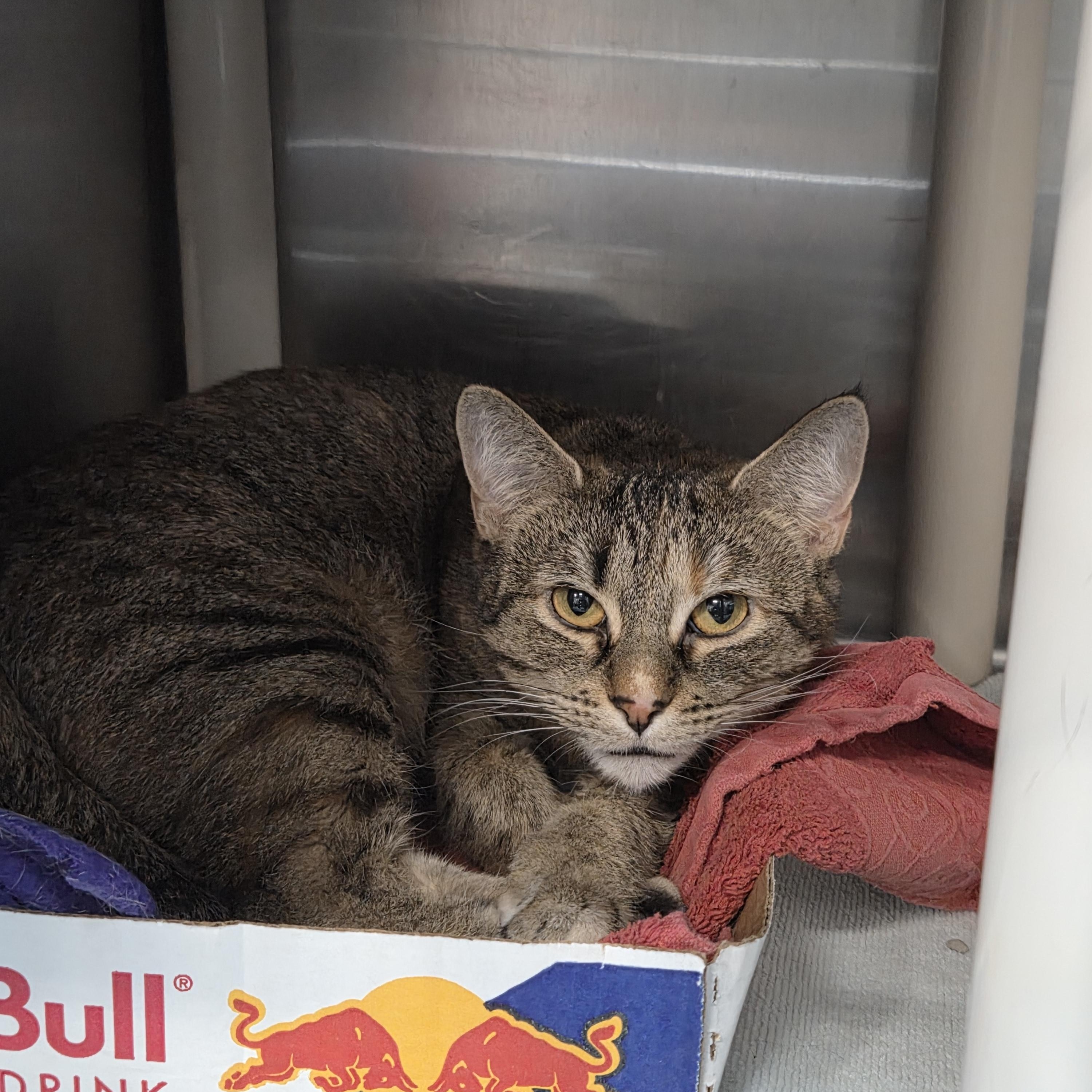 Angelina , ADOPTABLE, Adult Female Domestic Short Hair.