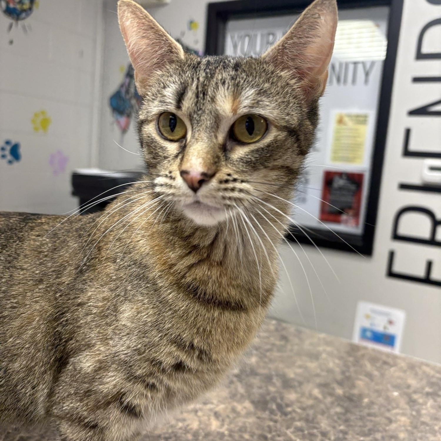 Enlarge Angelina , an adoption pending Domestic Short Hair in Saint Charles, MO image 2/4