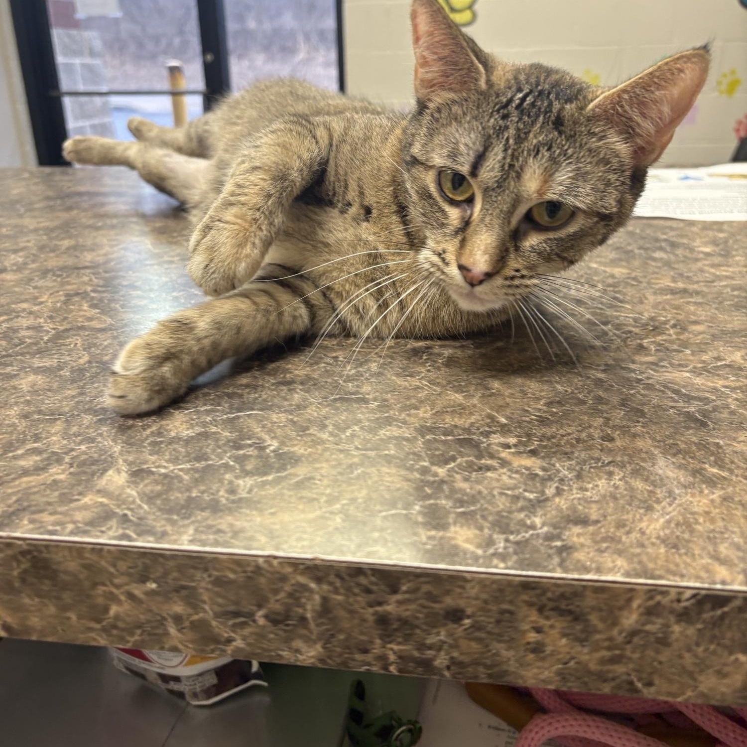 Enlarge Angelina , an adoption pending Domestic Short Hair in Saint Charles, MO image 1/4