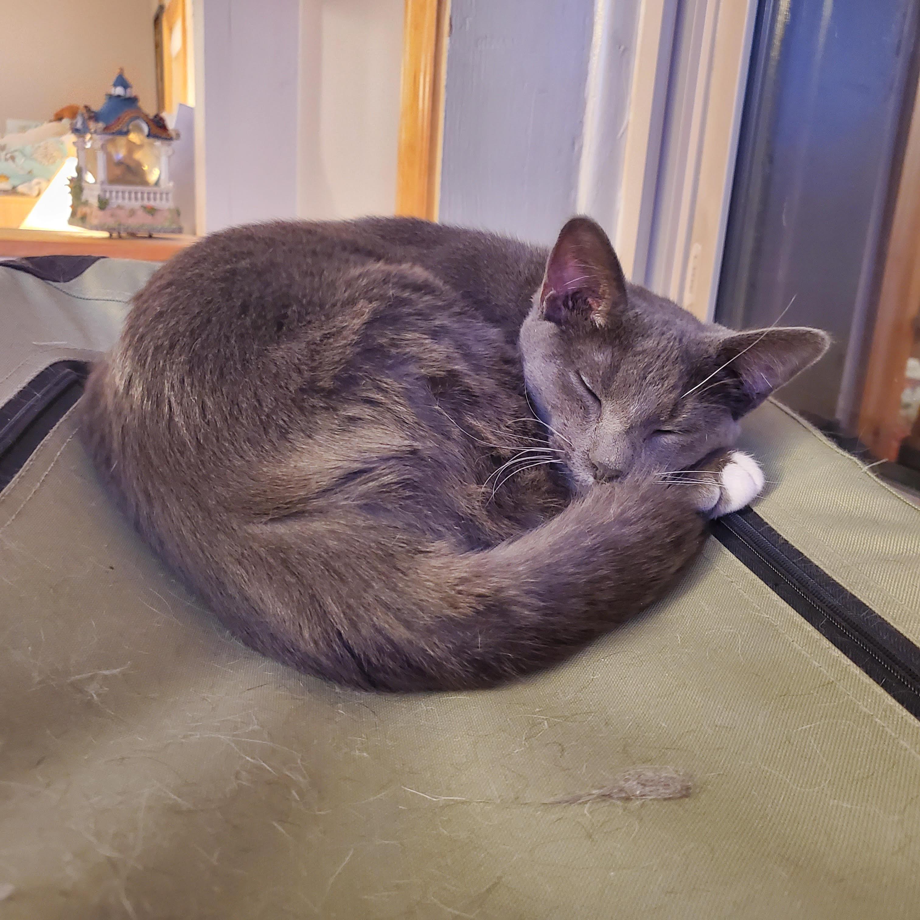 Enlarge Meatball, an adopted Domestic Short Hair in Roachdale, IN image 1/1