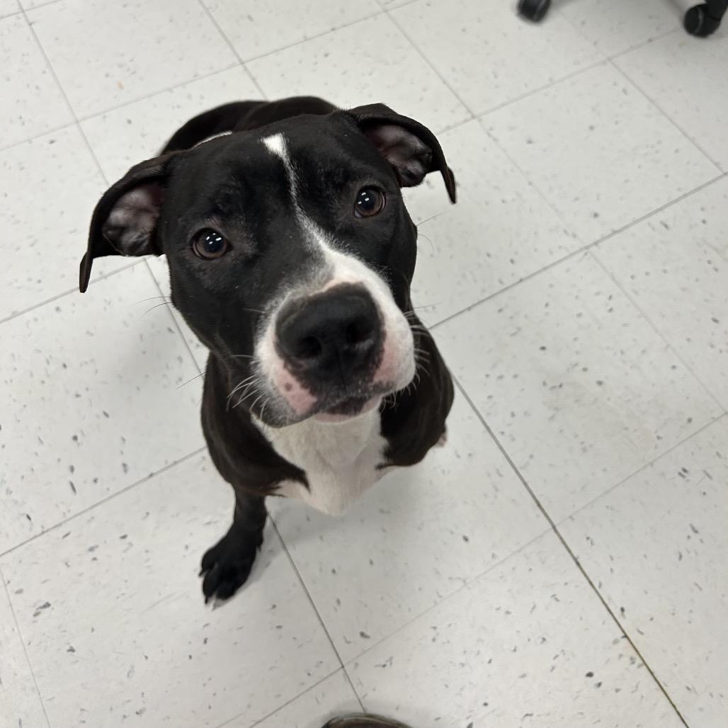 Enlarge Viper, a Adoptable Mixed Breed in Davenport, IA image 1/2