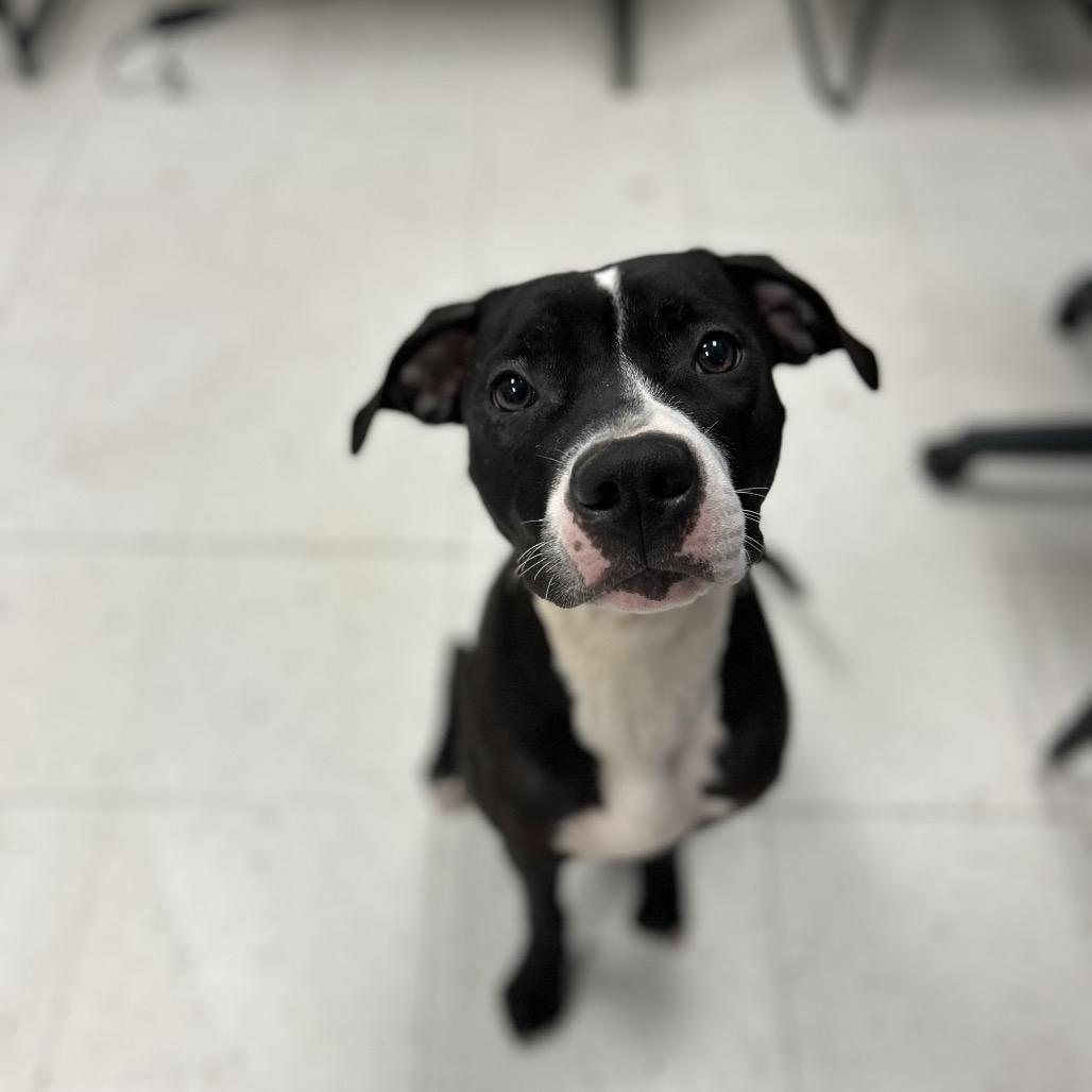 Enlarge Viper, a Adoptable Mixed Breed in Davenport, IA image 2/2