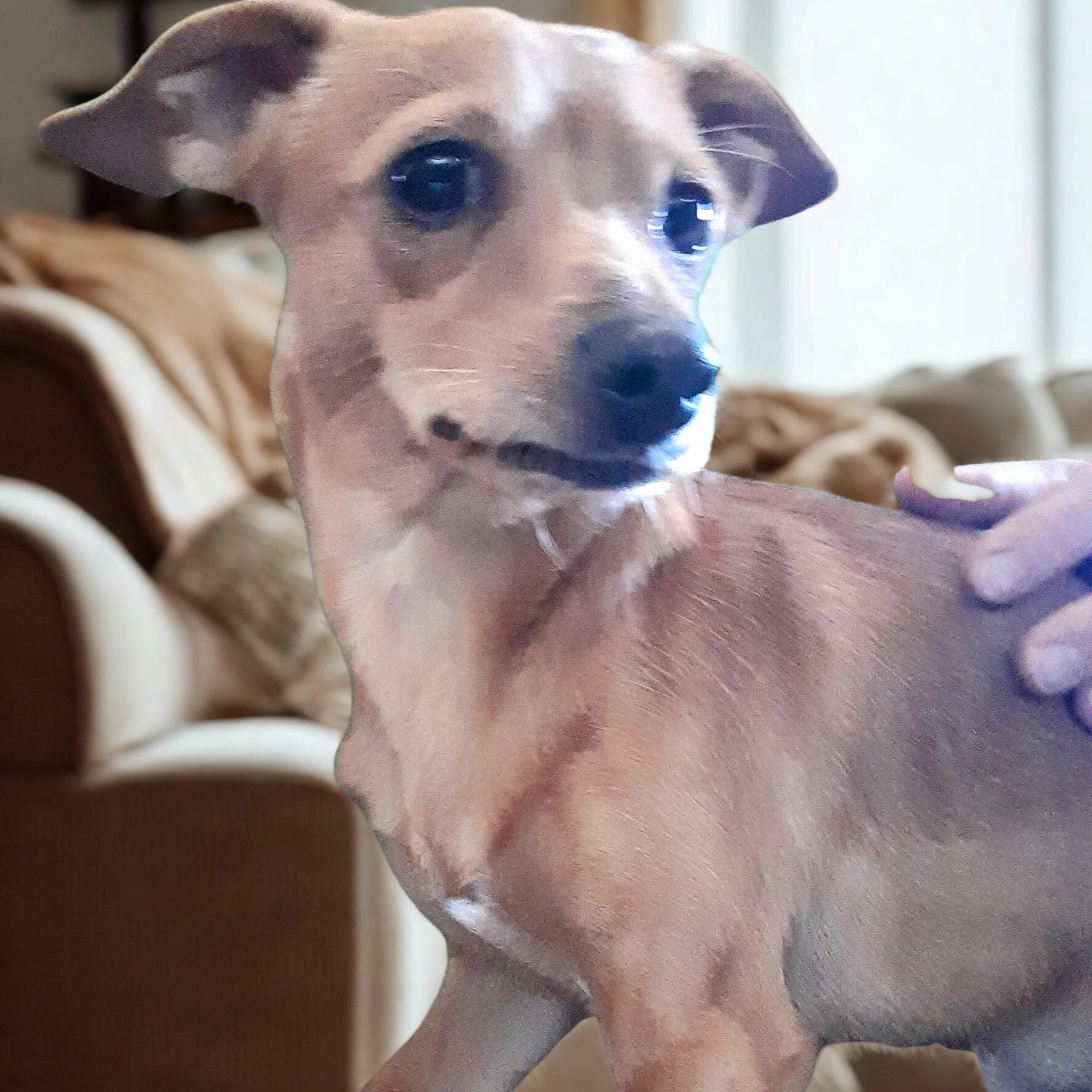 Enlarge Deeno, a ADOPTABLE mixed breed in Spanaway, WA image 2/5