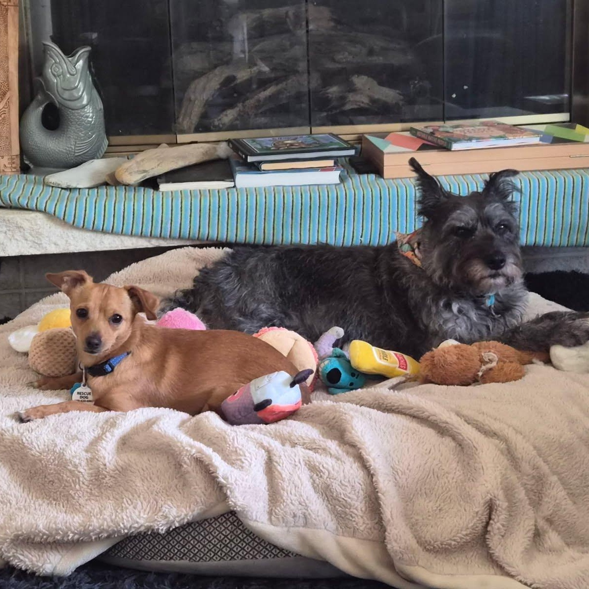 Enlarge Deeno, a ADOPTABLE mixed breed in Spanaway, WA image 4/5