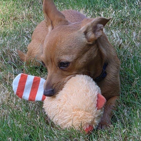 Enlarge Deeno, a ADOPTABLE mixed breed in Spanaway, WA image 1/5