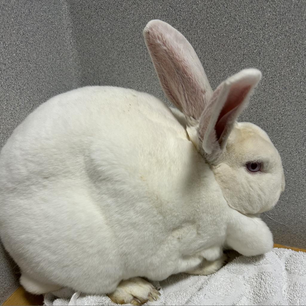 Enlarge Cerise, a Adoptable Rex in Gansevoort, NY image 1/1