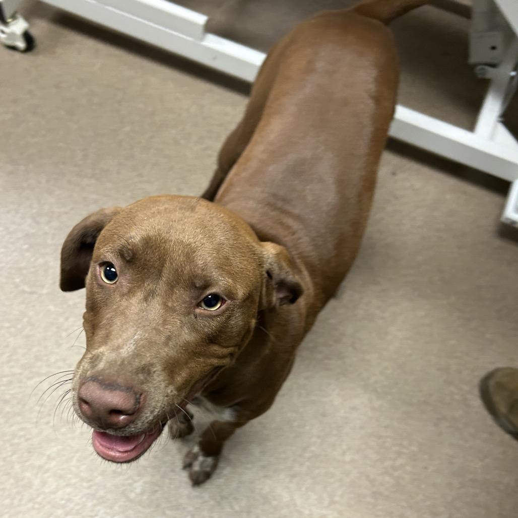 Enlarge America, a Adoptable German Shorthaired Pointer in Hinesville, GA image 1/1