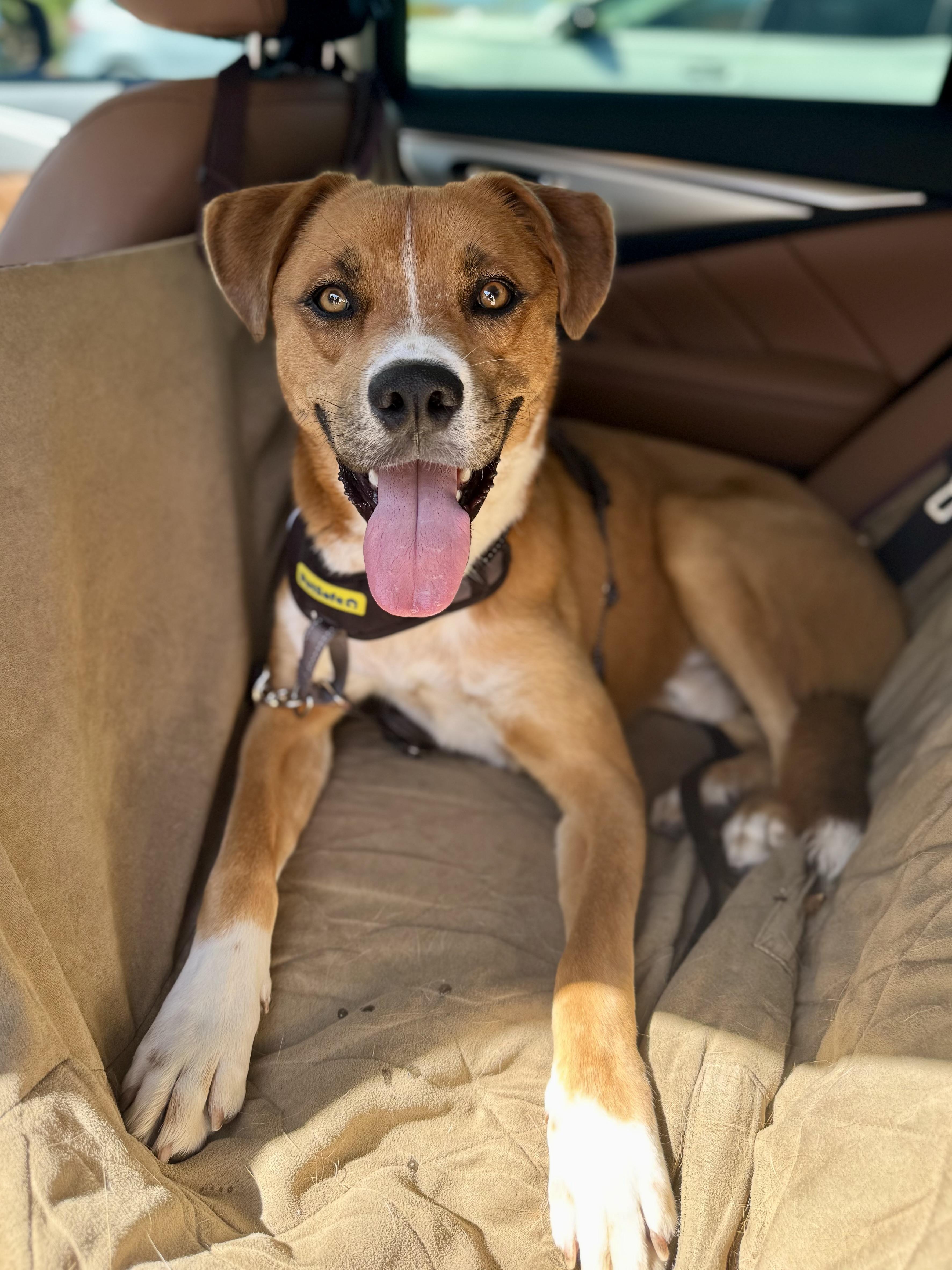 Taz, Adoptable, Young Male Australian Cattle Dog / Blue Heeler & Boxer.