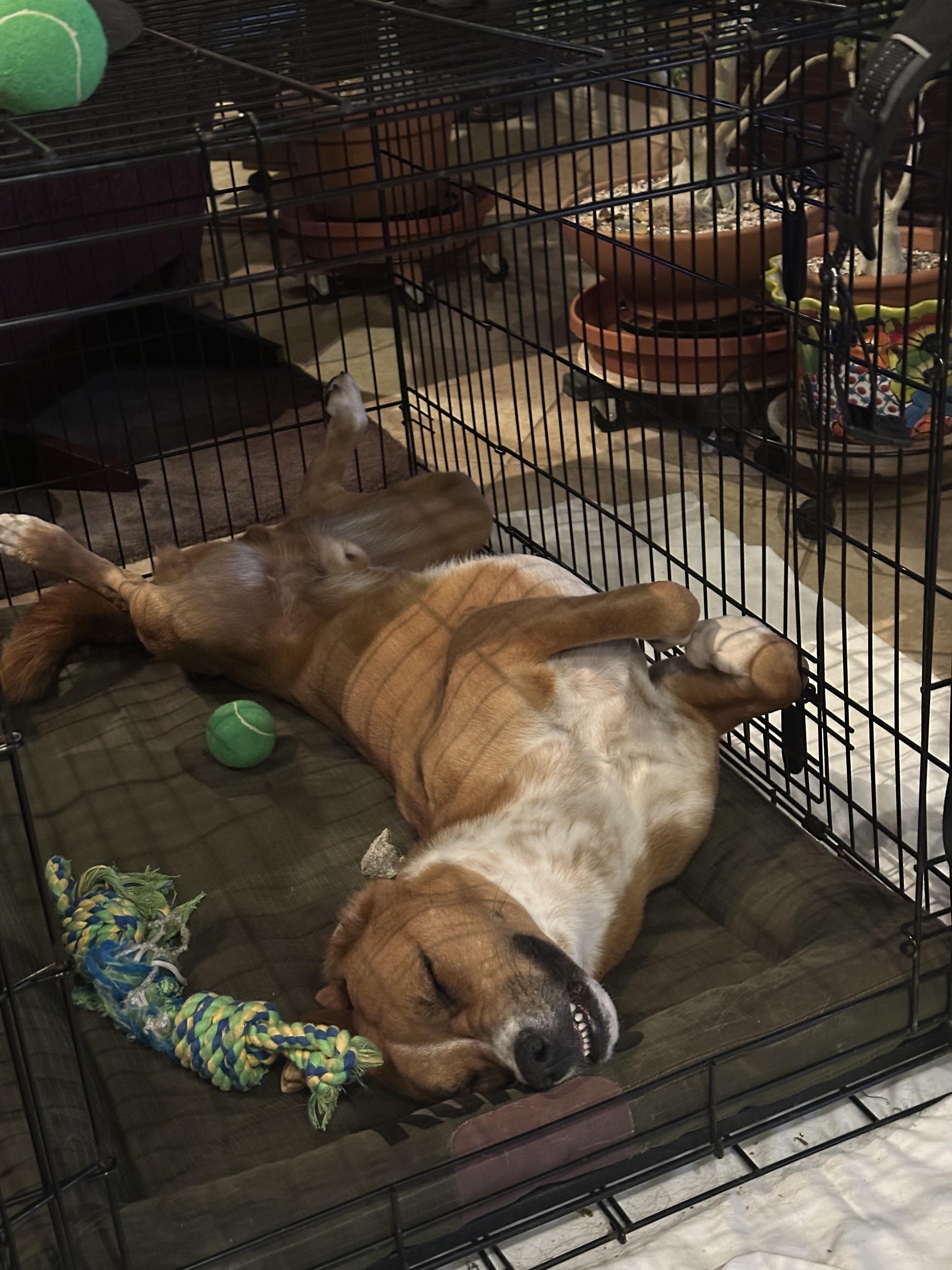 Enlarge Taz, a Adoptable mixed breed in Tucson, AZ image 2/6
