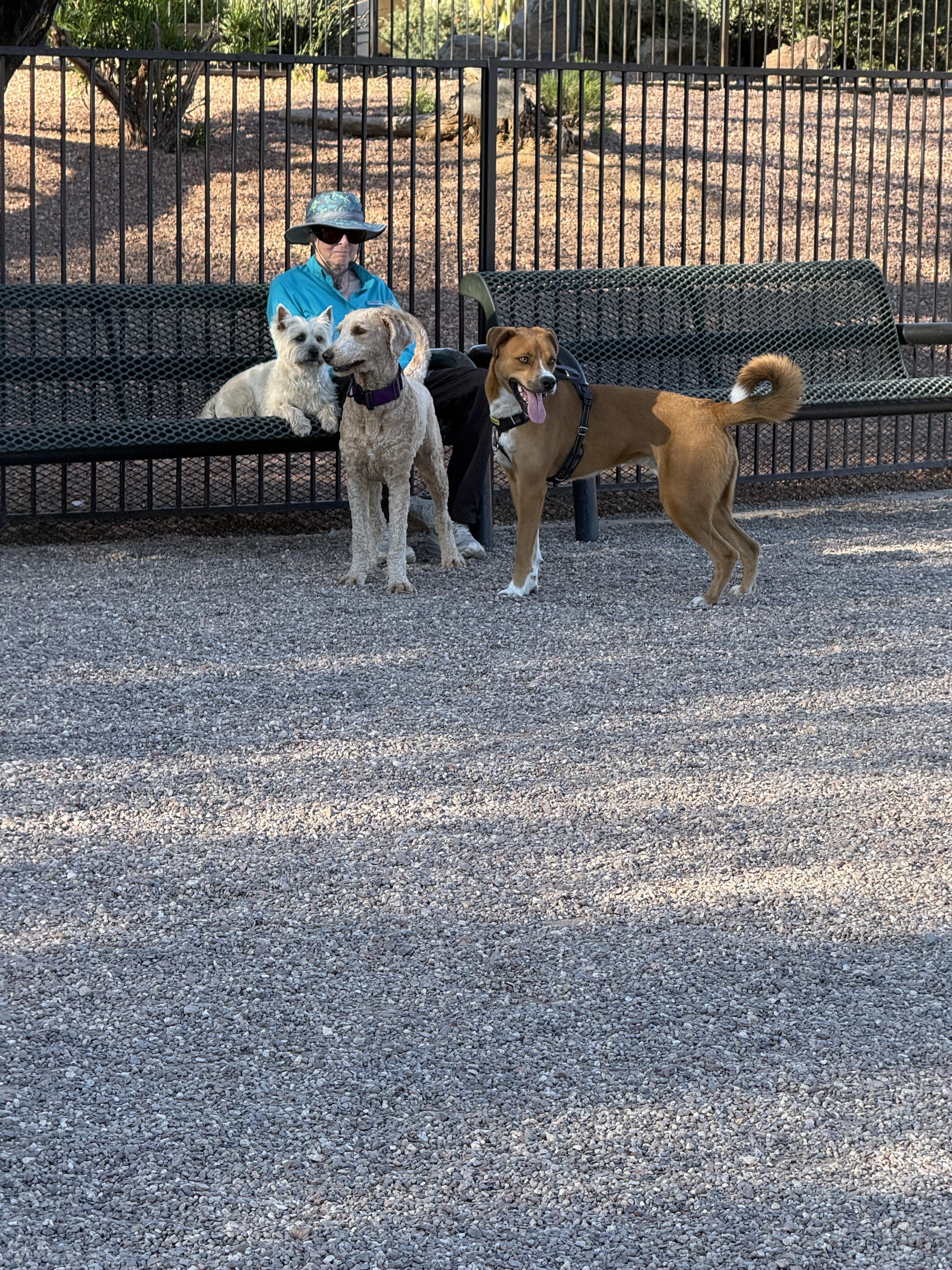 Enlarge Taz, a Adoptable mixed breed in Tucson, AZ image 4/6