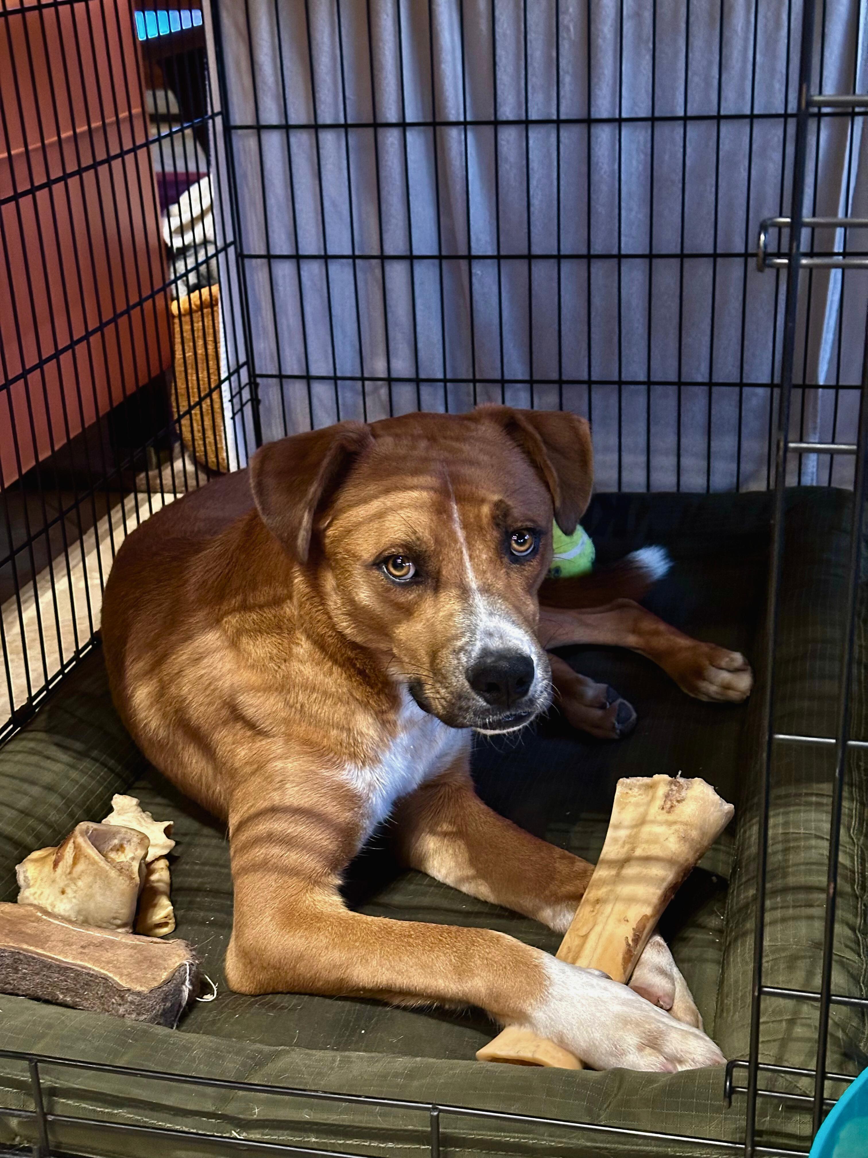 Taz, Adoptable, Young Male Australian Cattle Dog / Blue Heeler & Boxer.