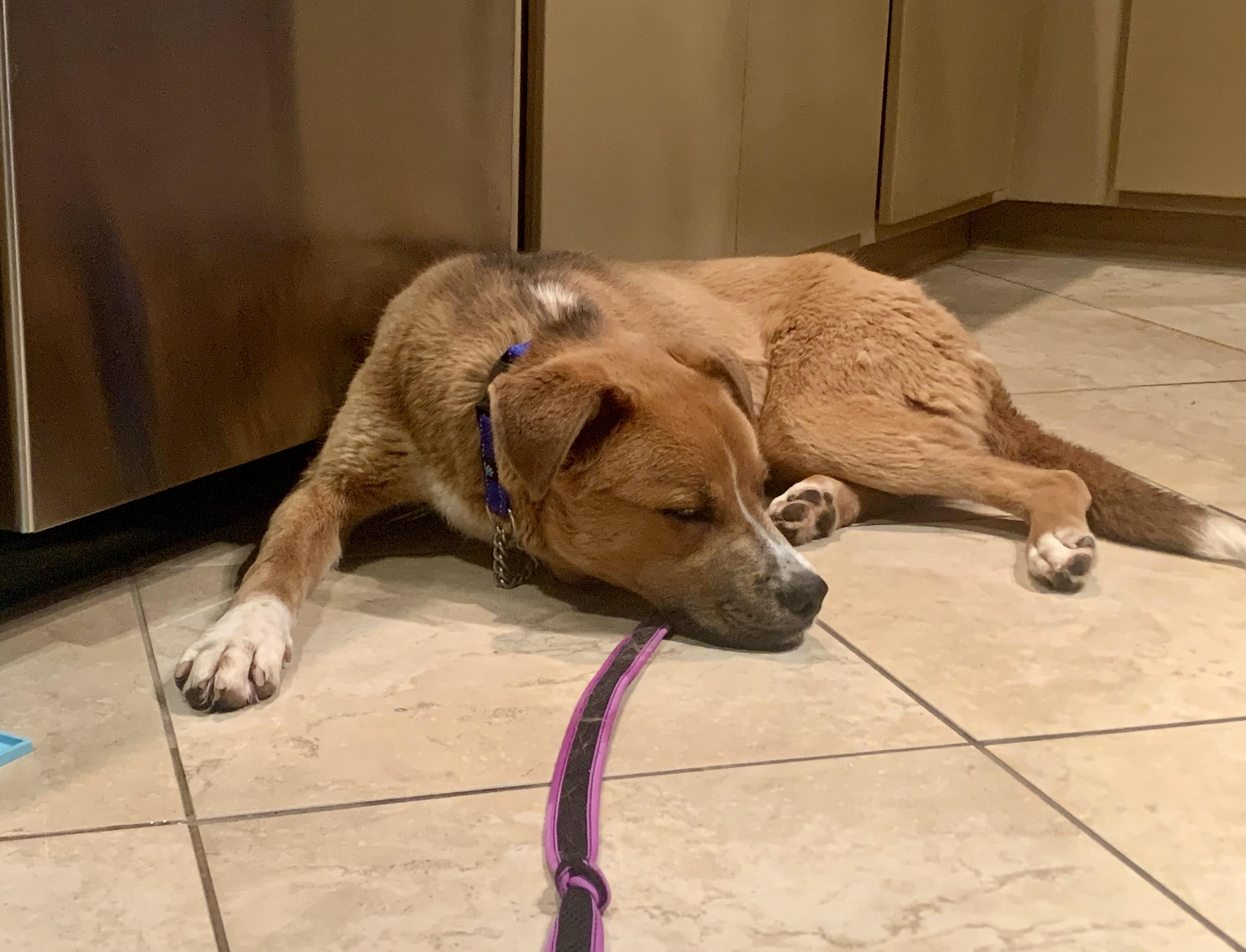 Enlarge Taz, a Adoptable mixed breed in Tucson, AZ image 2/6