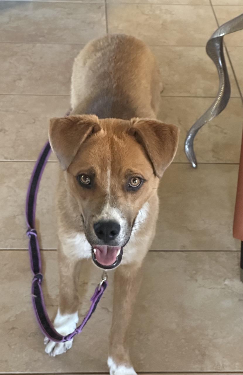 Enlarge Taz, a Adoptable mixed breed in Tucson, AZ image 3/6