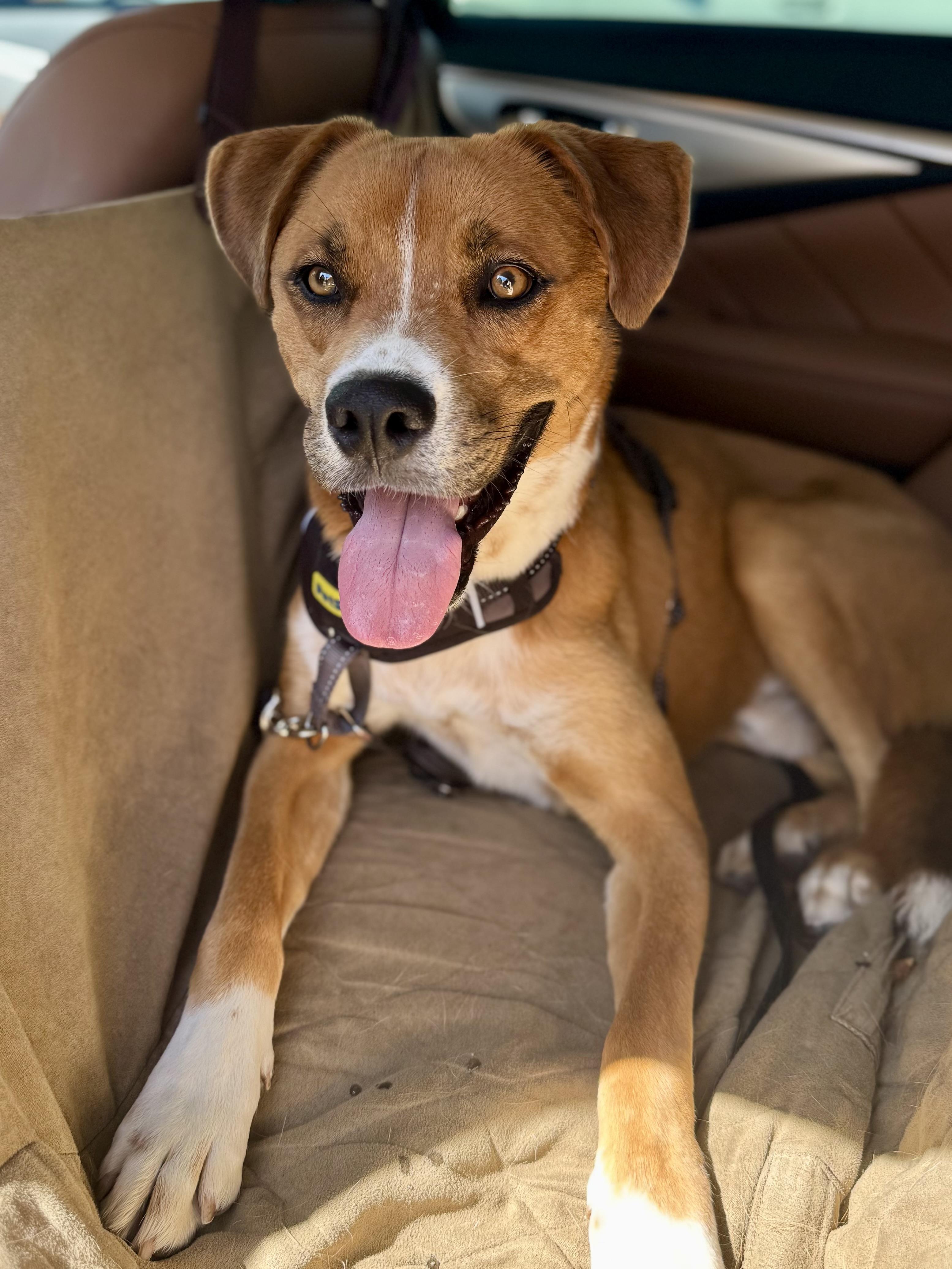 Enlarge Taz, a Adoptable mixed breed in Tucson, AZ image 5/6