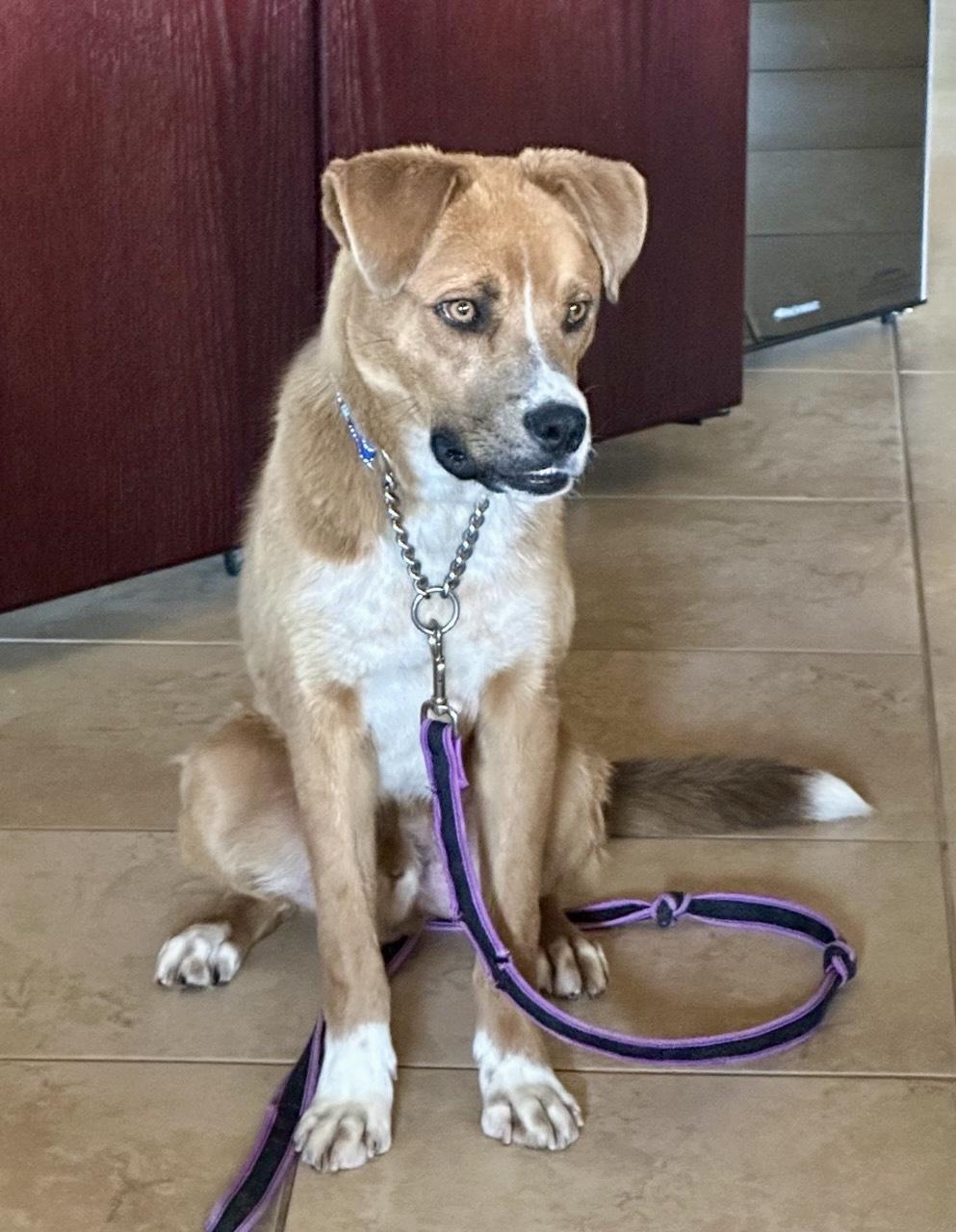 Enlarge Taz, a Adoptable mixed breed in Tucson, AZ image 4/6