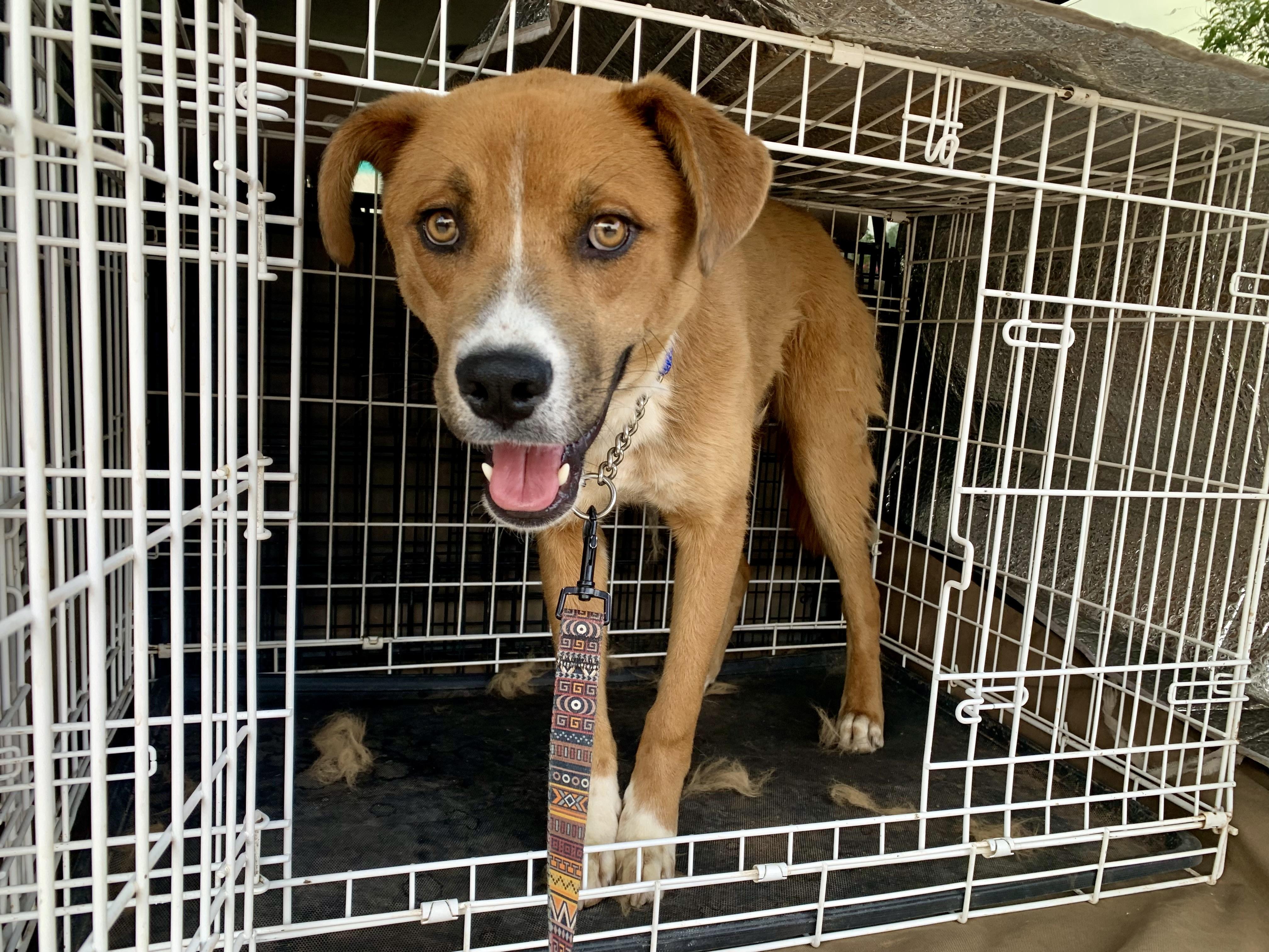 Enlarge Taz, a Adoptable mixed breed in Tucson, AZ image 5/6