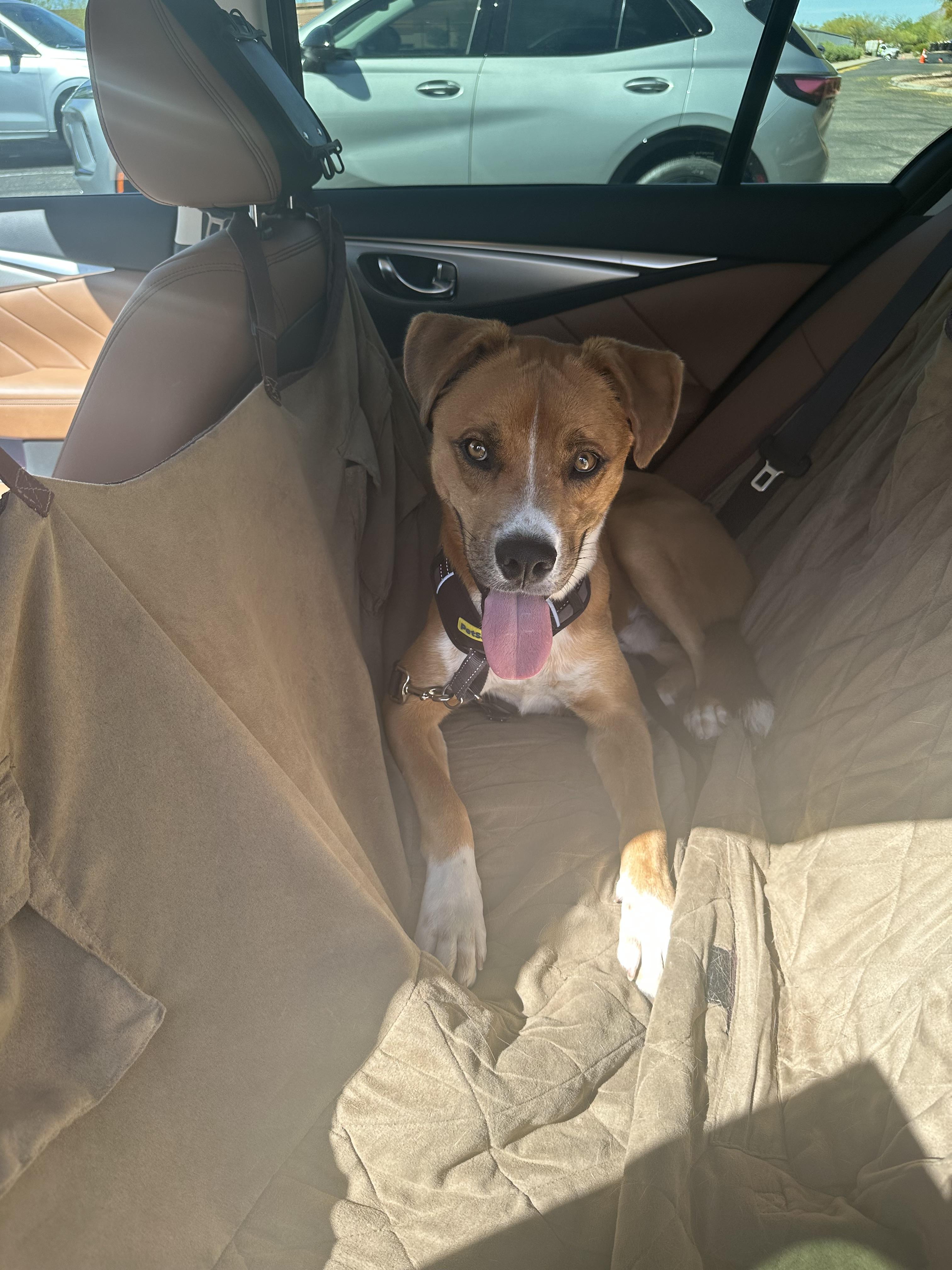 Enlarge Taz, a Adoptable mixed breed in Tucson, AZ image 6/6