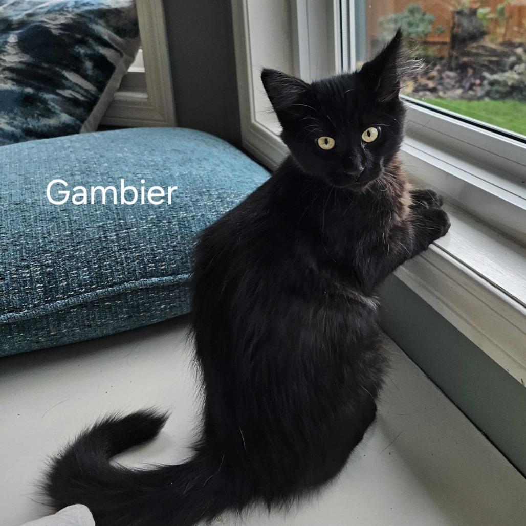 Gambier, Adoptable, Kitten Male Domestic Medium Hair.