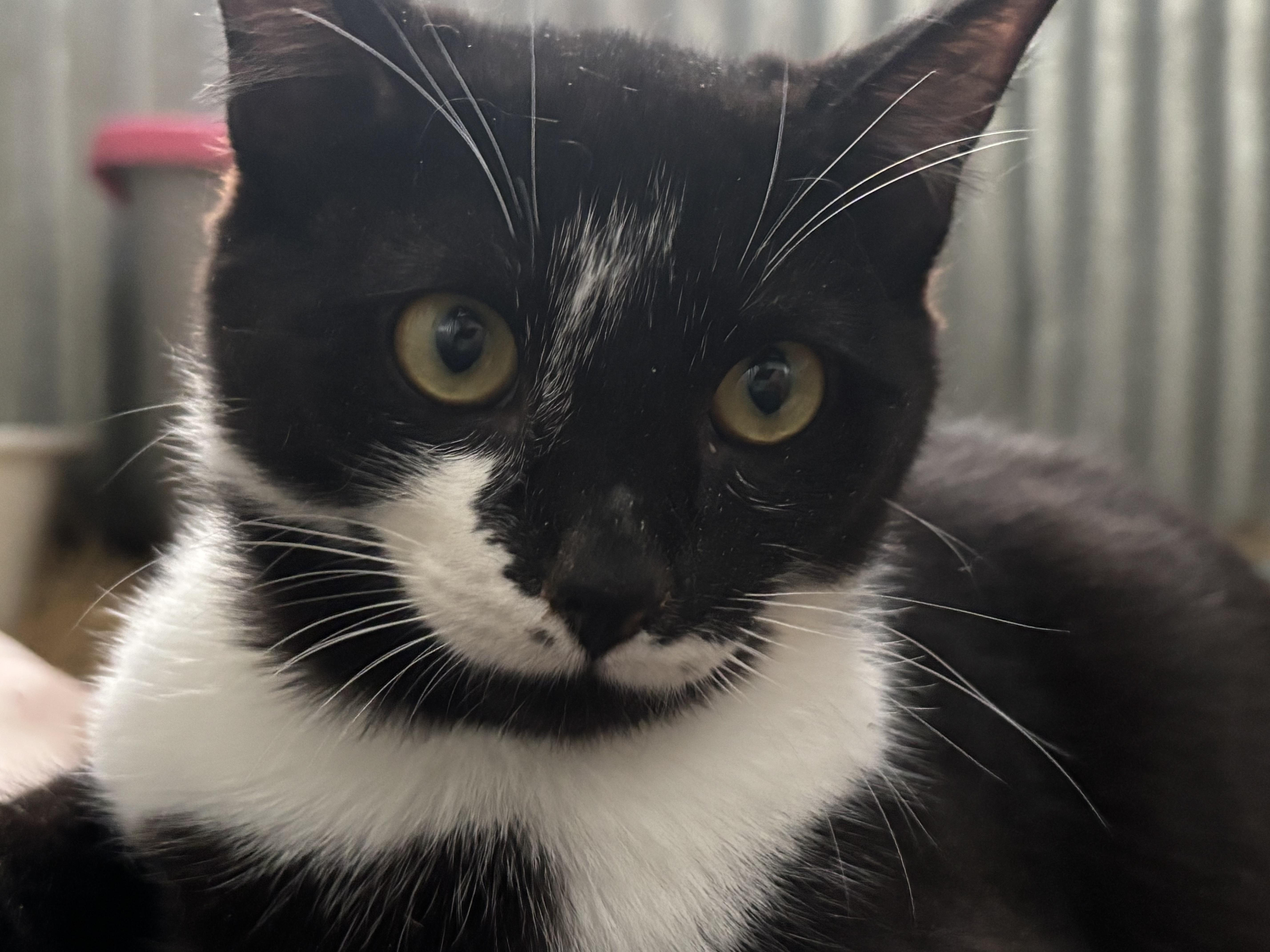 Cindy Loo, an adoptable Tuxedo in San Diego, CA image 1/6