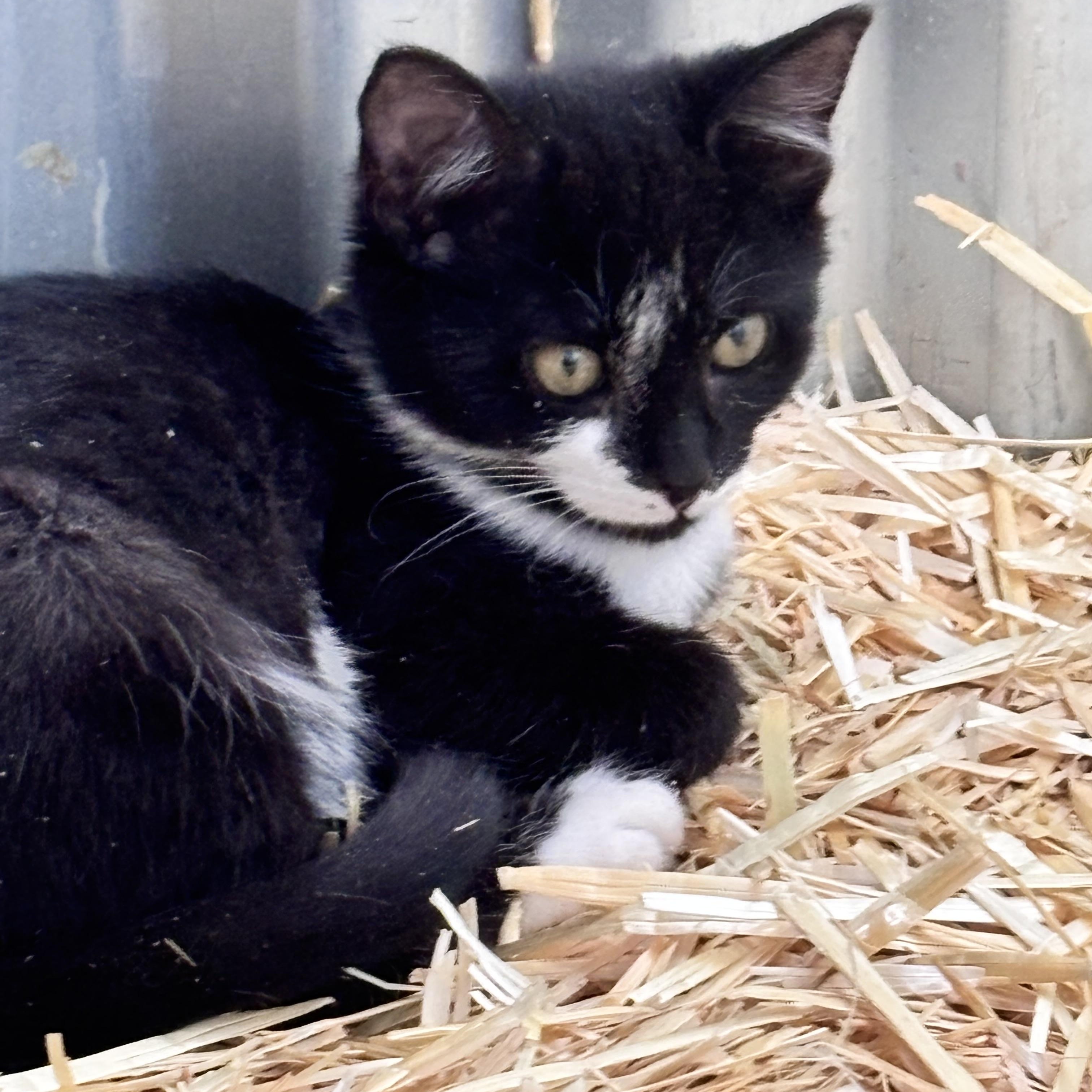 Enlarge Bob, an adoptable Tuxedo in San Diego, CA image 3/3