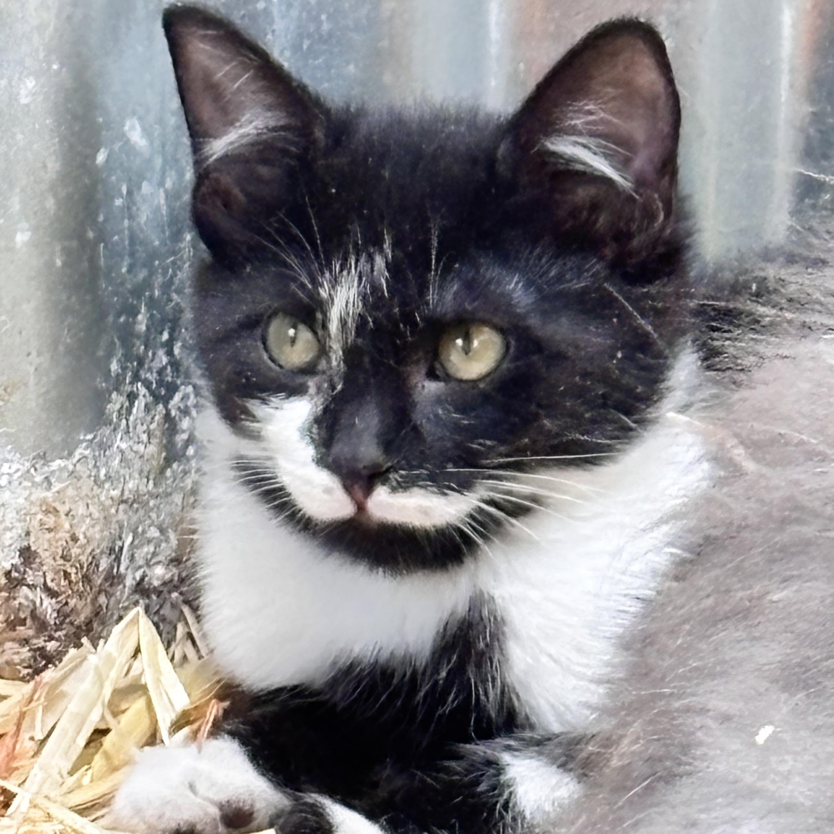 Enlarge Bob, an adoptable Tuxedo in San Diego, CA image 2/3