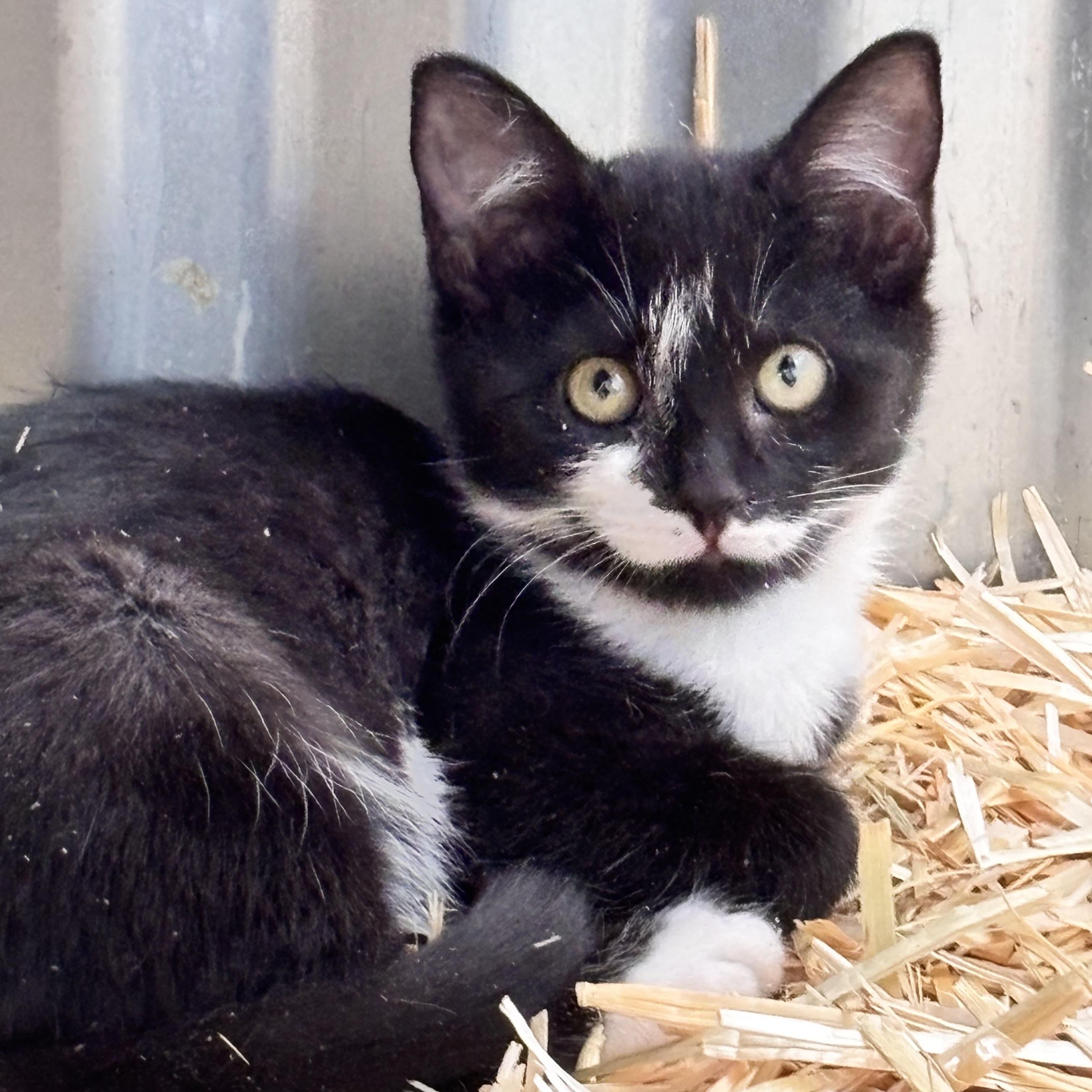 Bob, adoptable, Young Male Tuxedo.