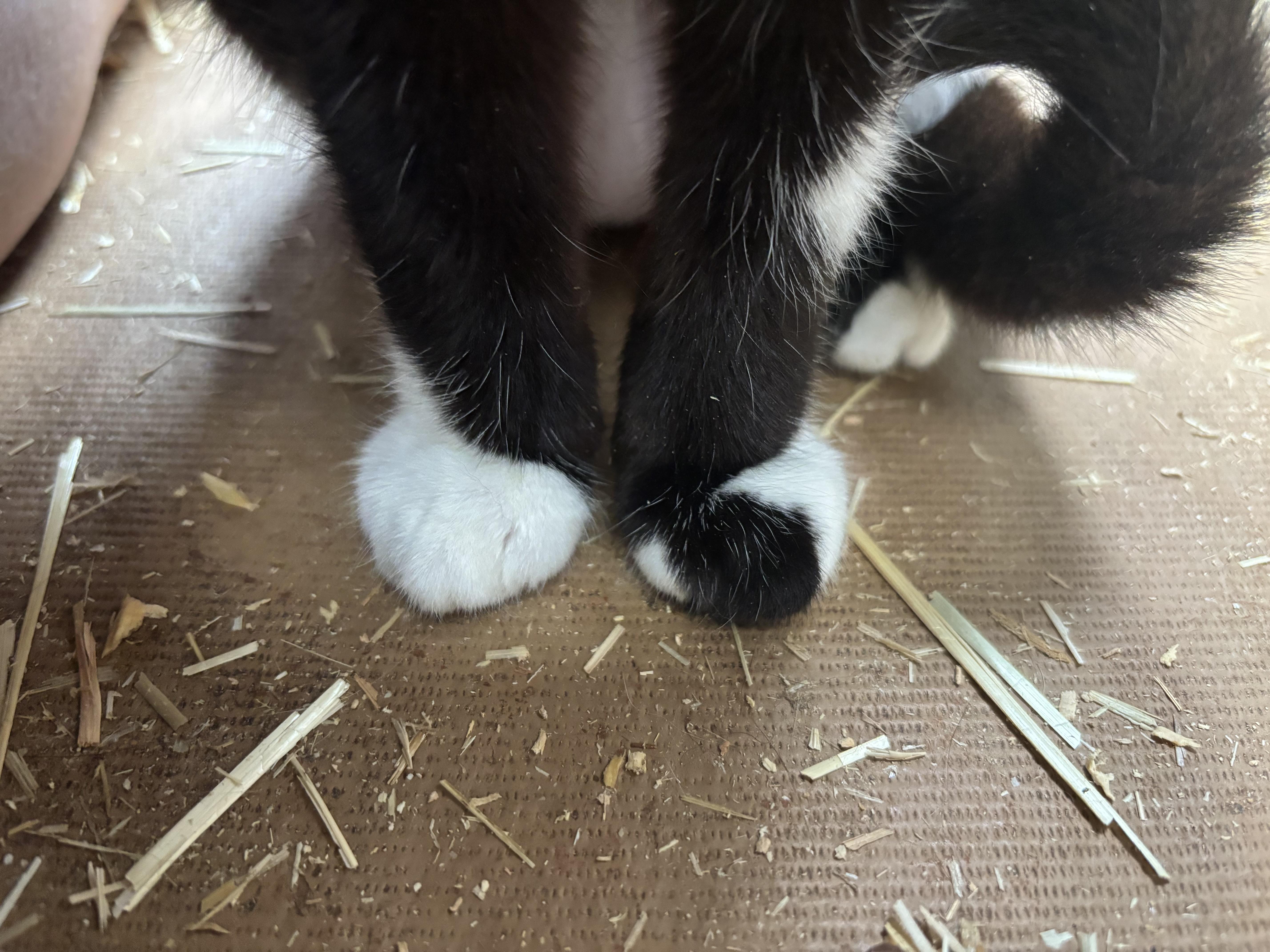 Cindy Loo, an adoptable Tuxedo in San Diego, CA image 3/6